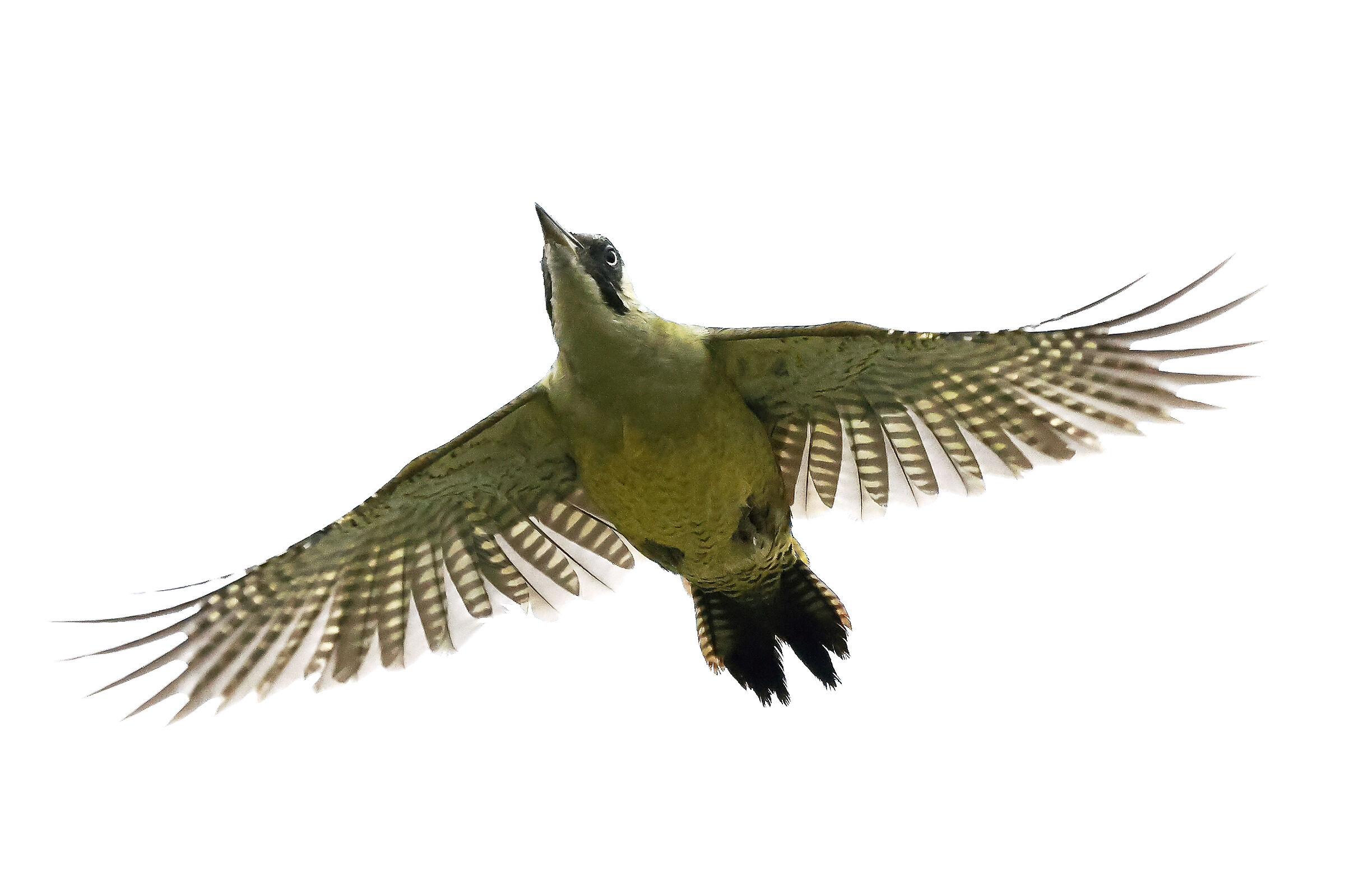 Picchio verde