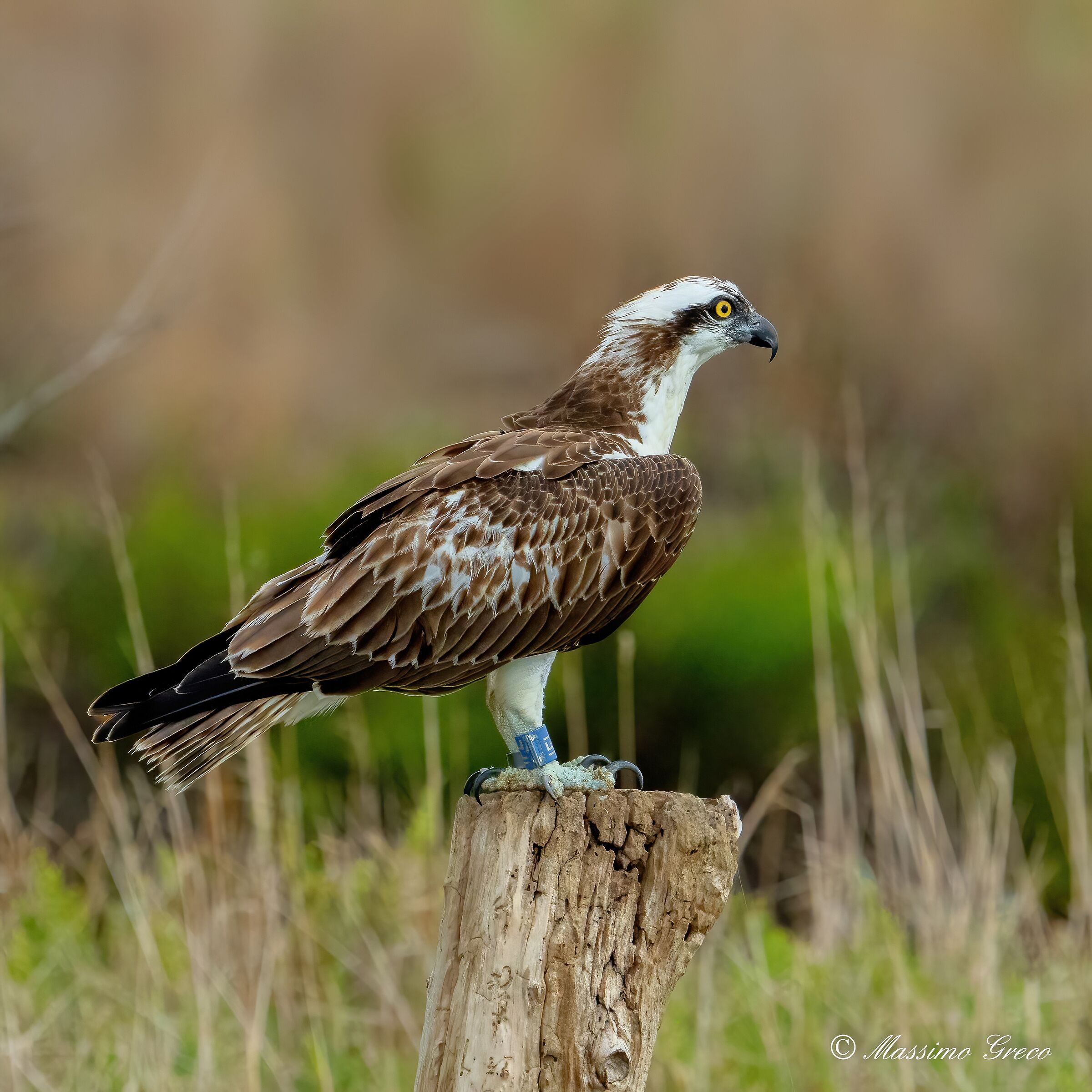 Falco pescatore (Pandion haliaetus)