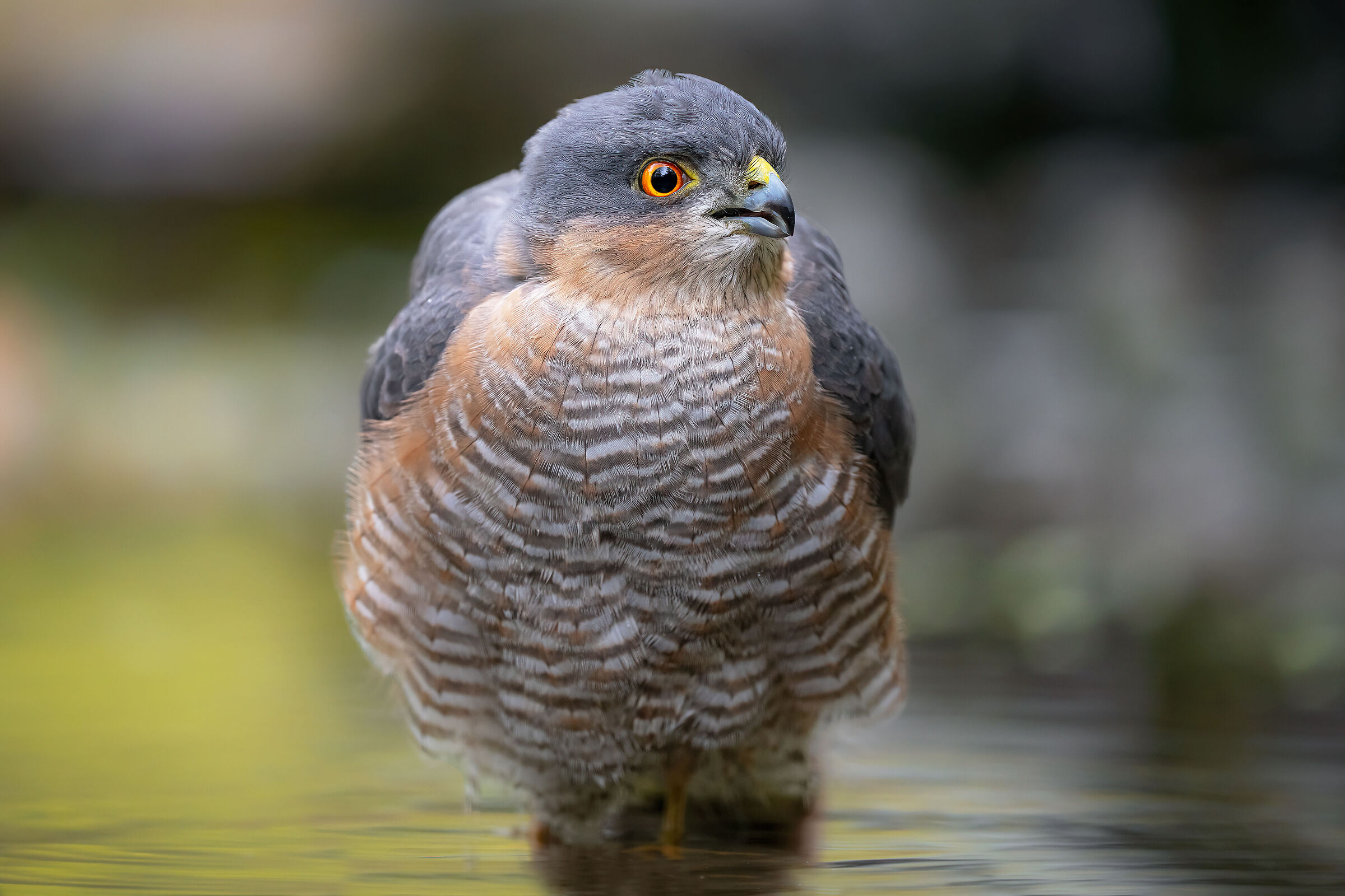 sparrowhawk