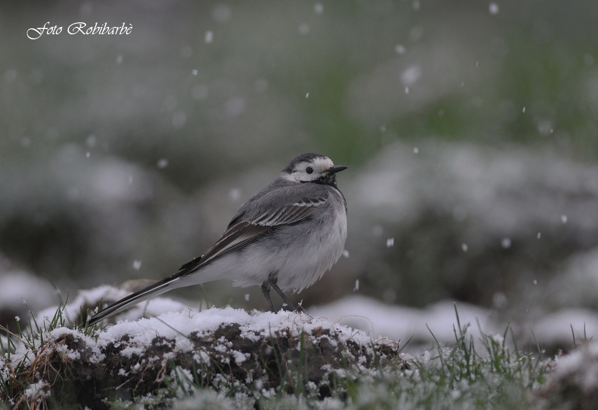 Ballerina.....Biancaneve......