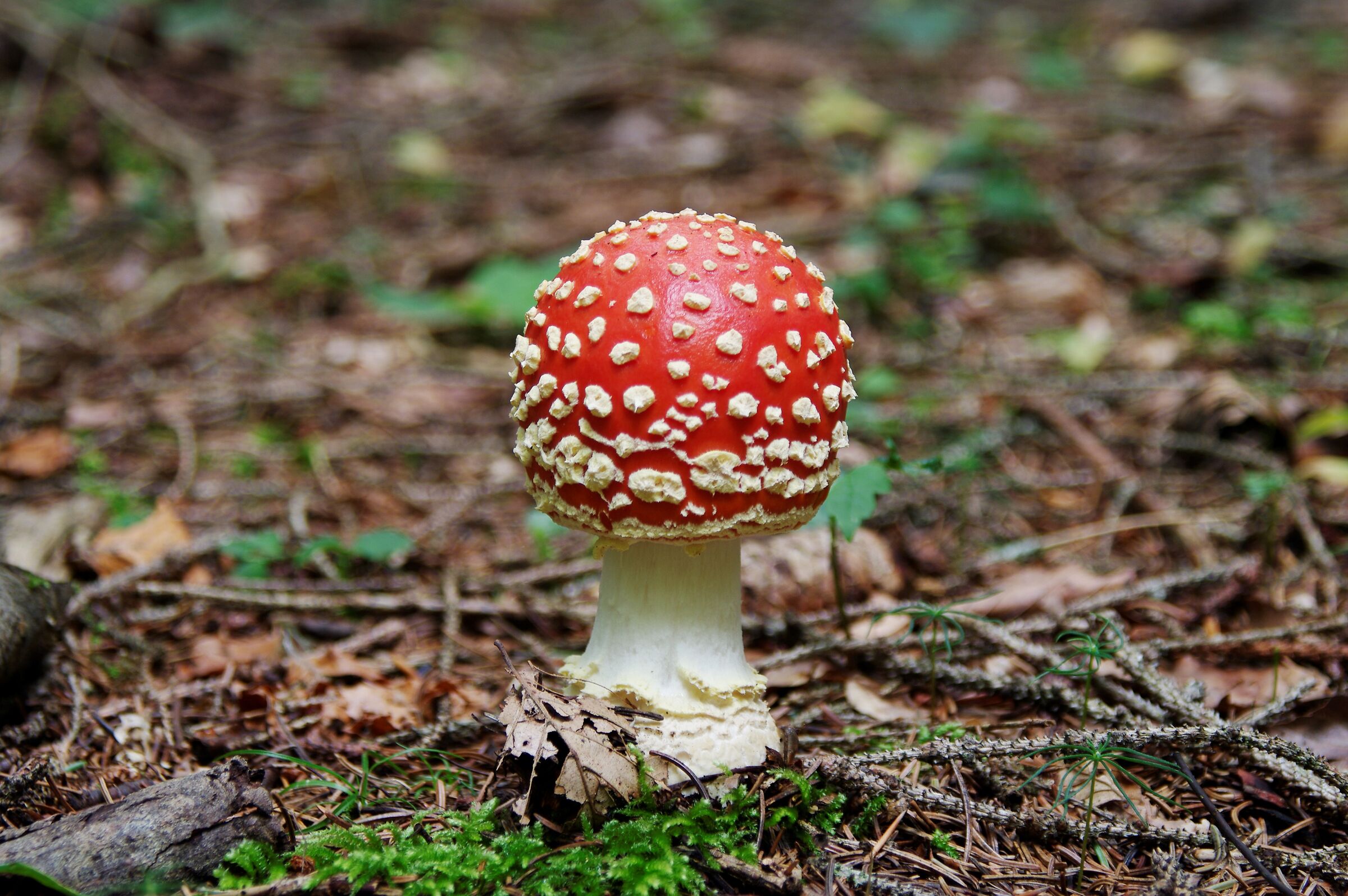 Amanita muscaria