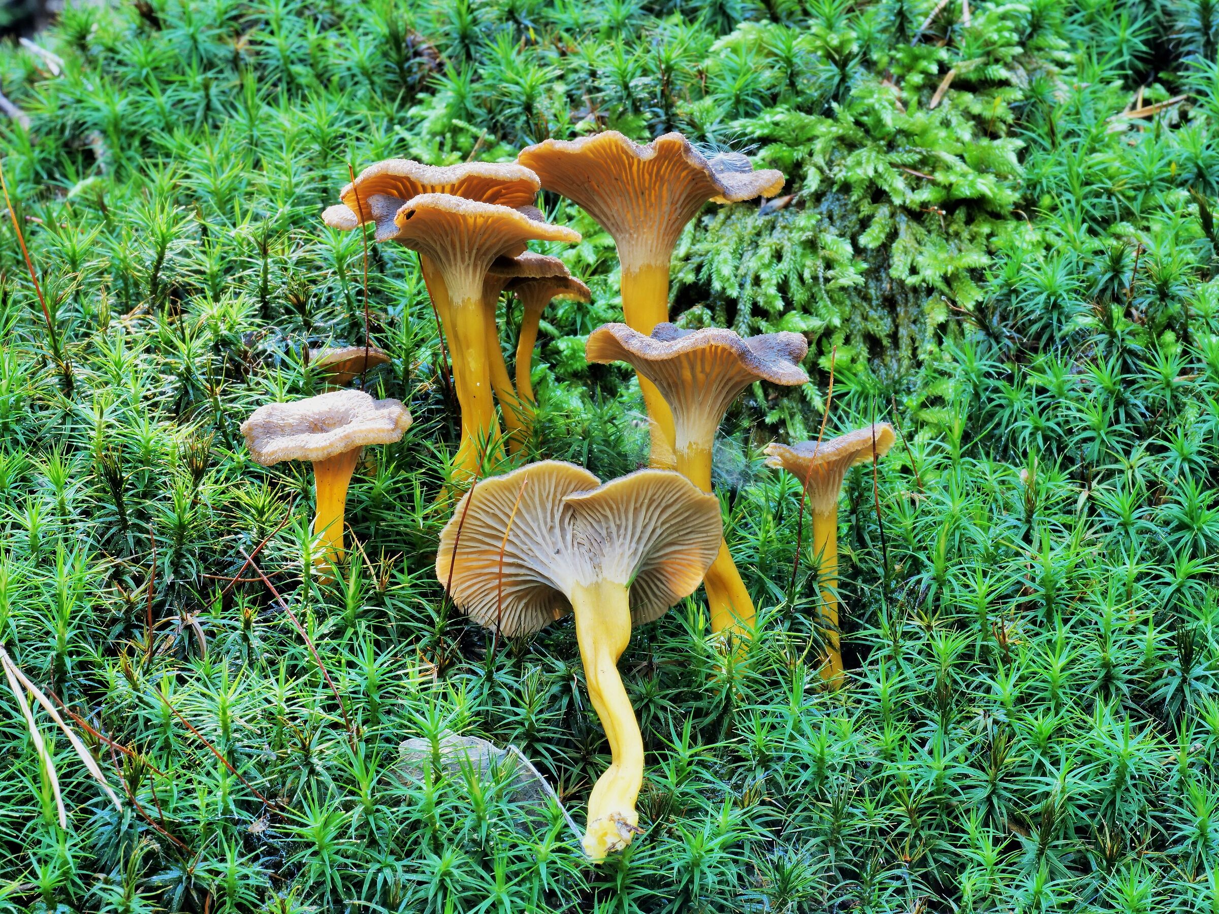 Craterellus tubaeformis