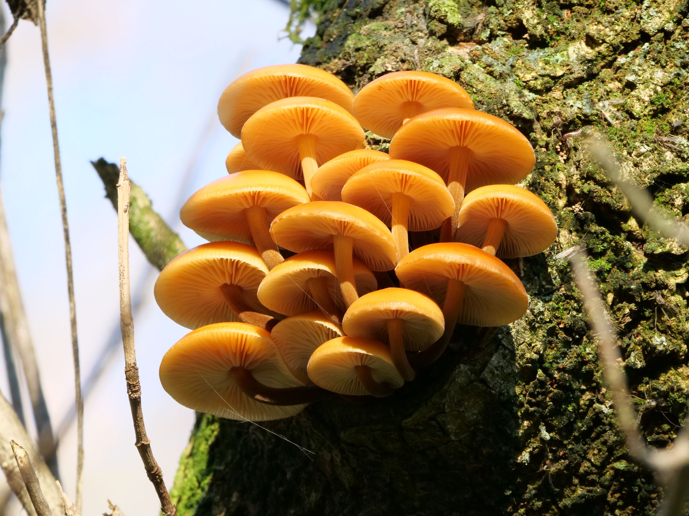 Flammulina velutipes