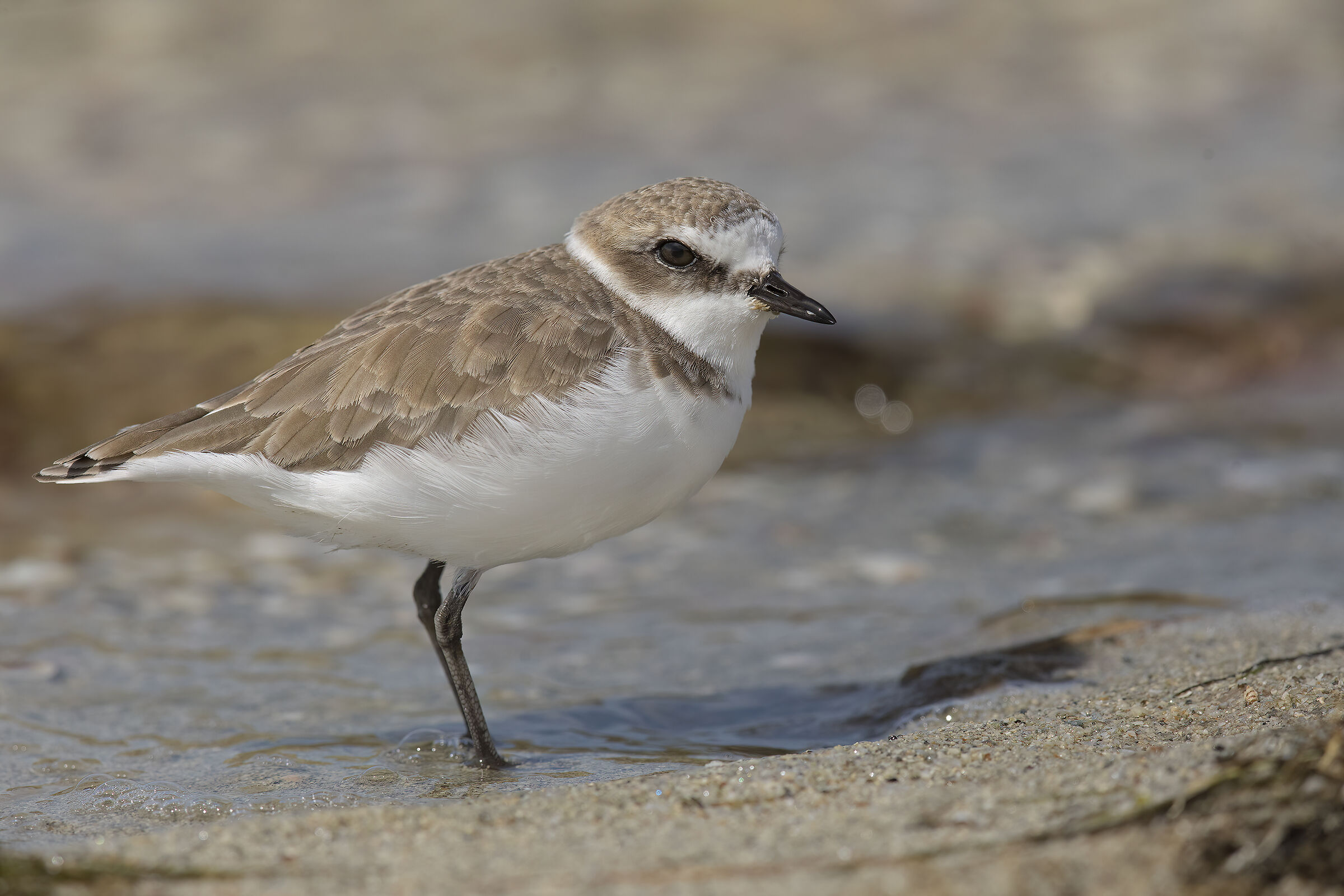 Fratino( charadrius alexandrinus)