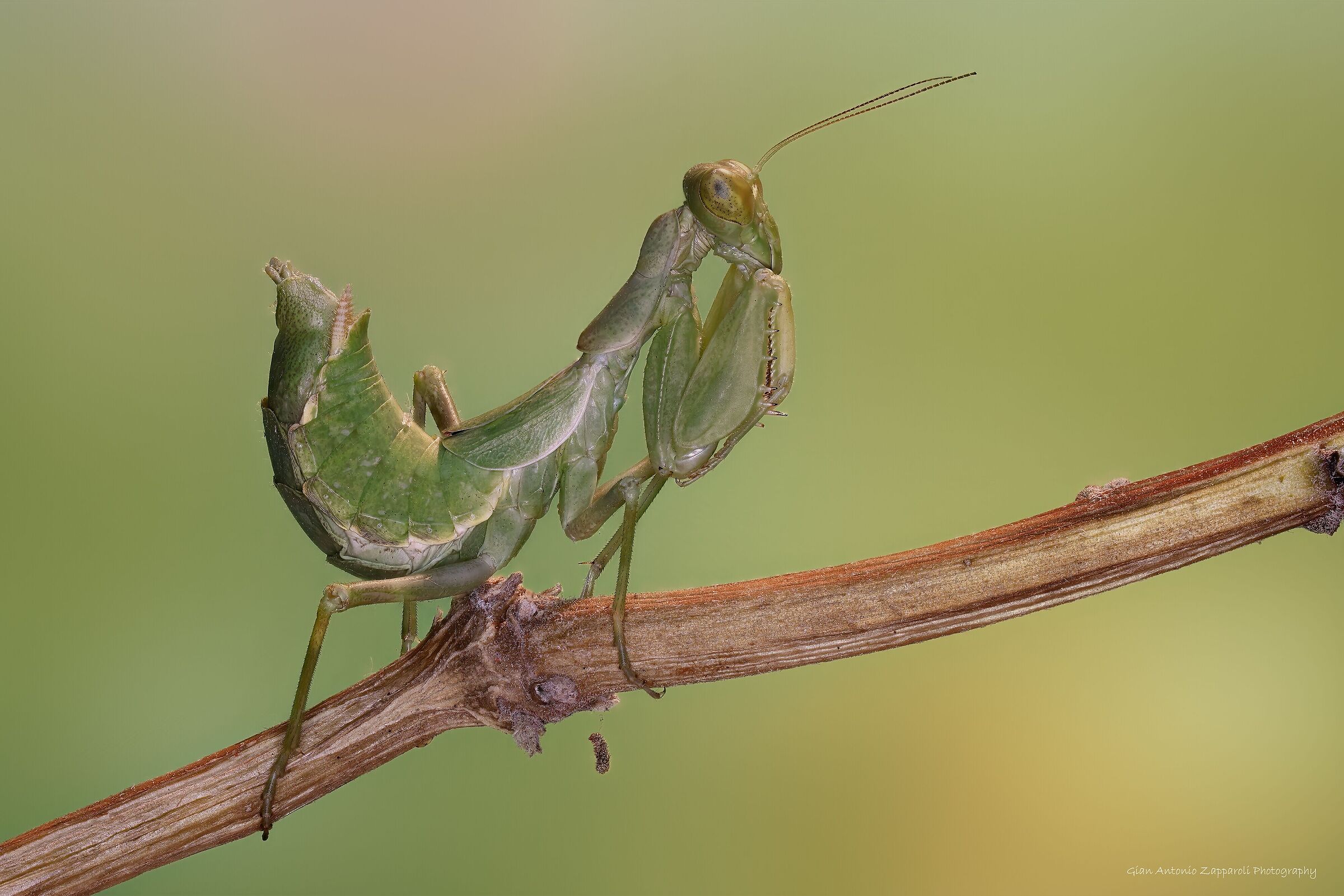 Mantide nana (Ameles spallanziana)