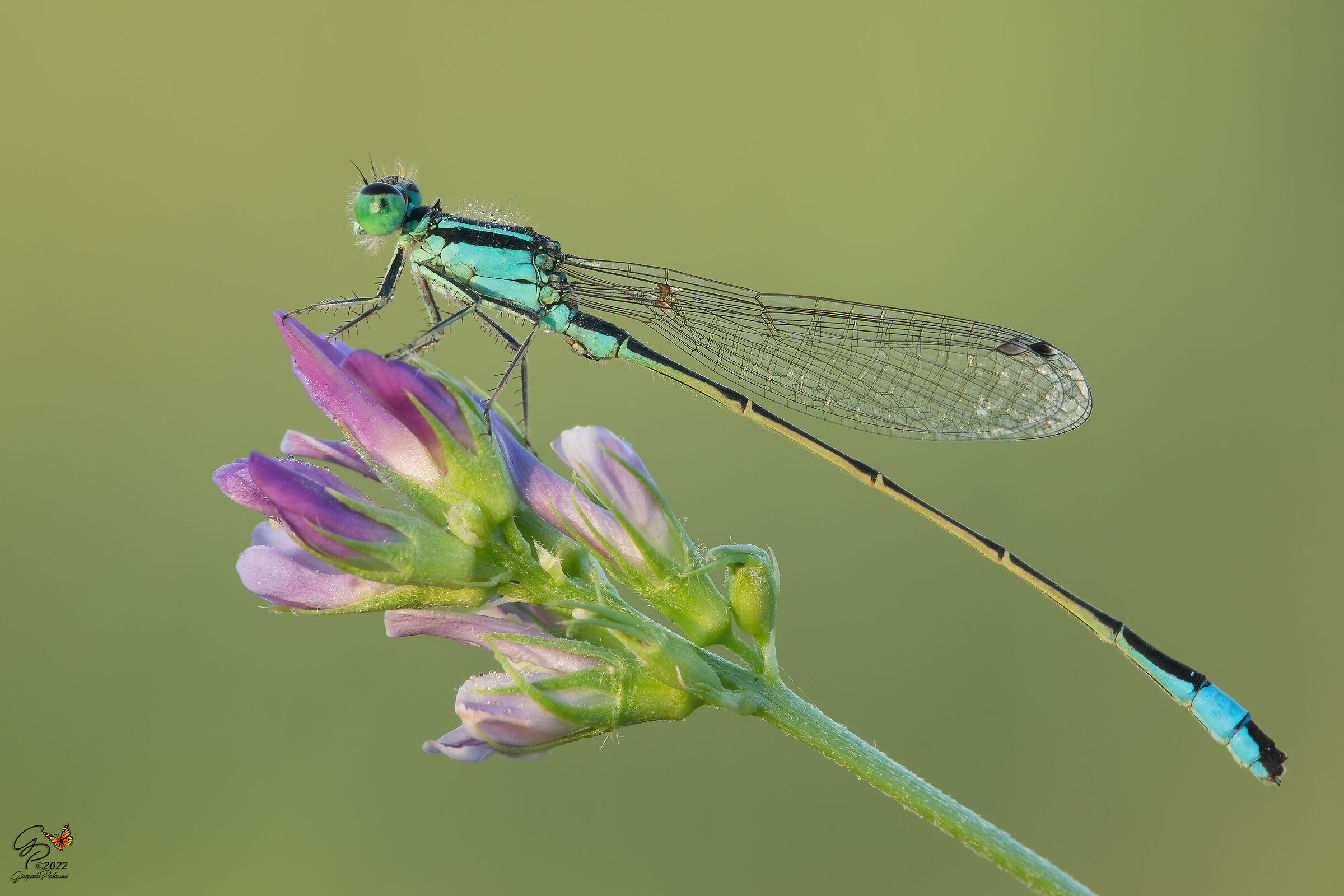 Ischnura elegans - maschio