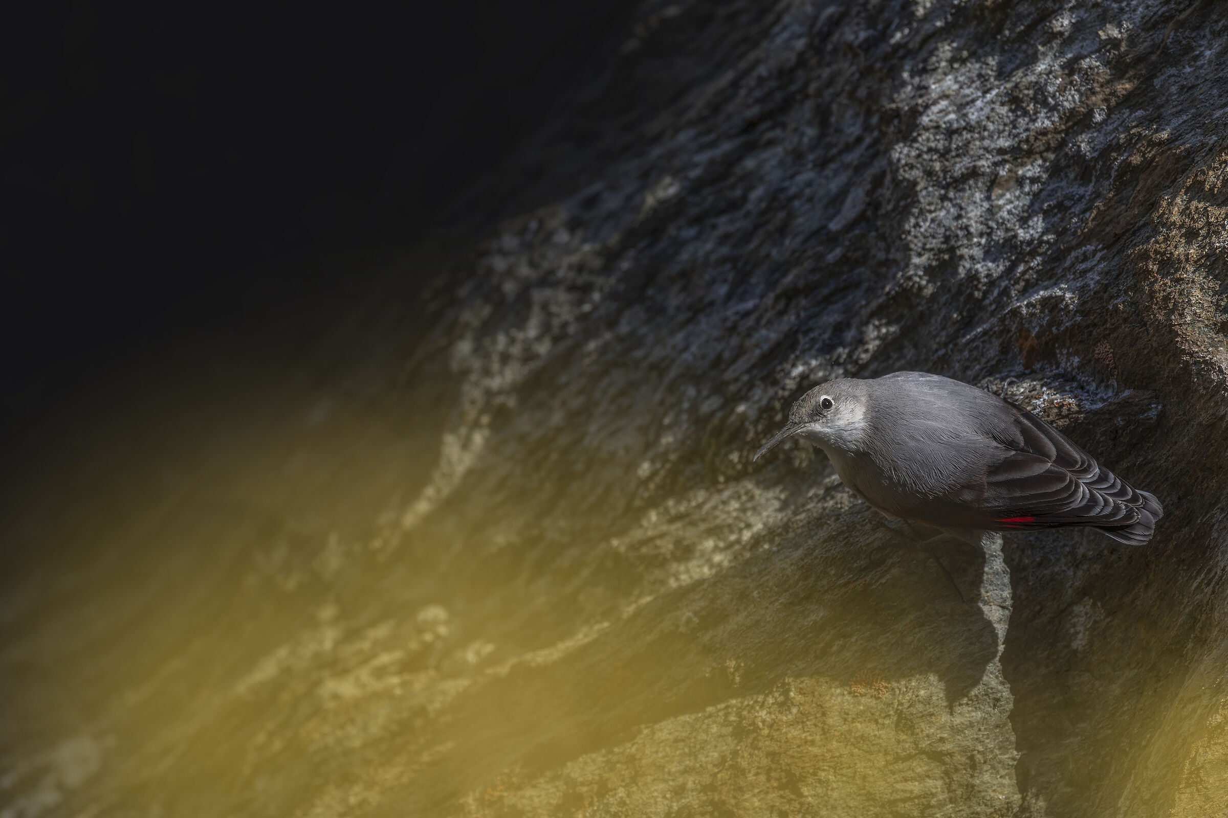 the Wallcreeper - Tichodroma muraria and magic Autumn