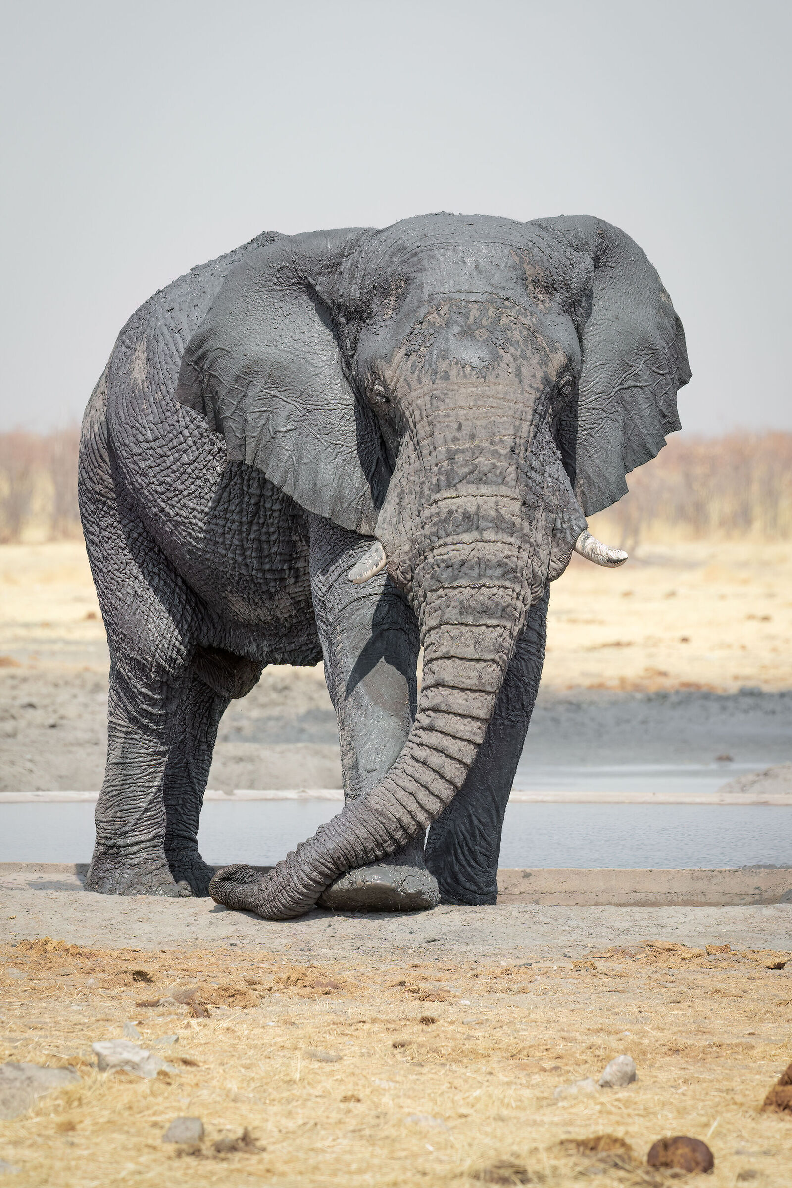 African elephant