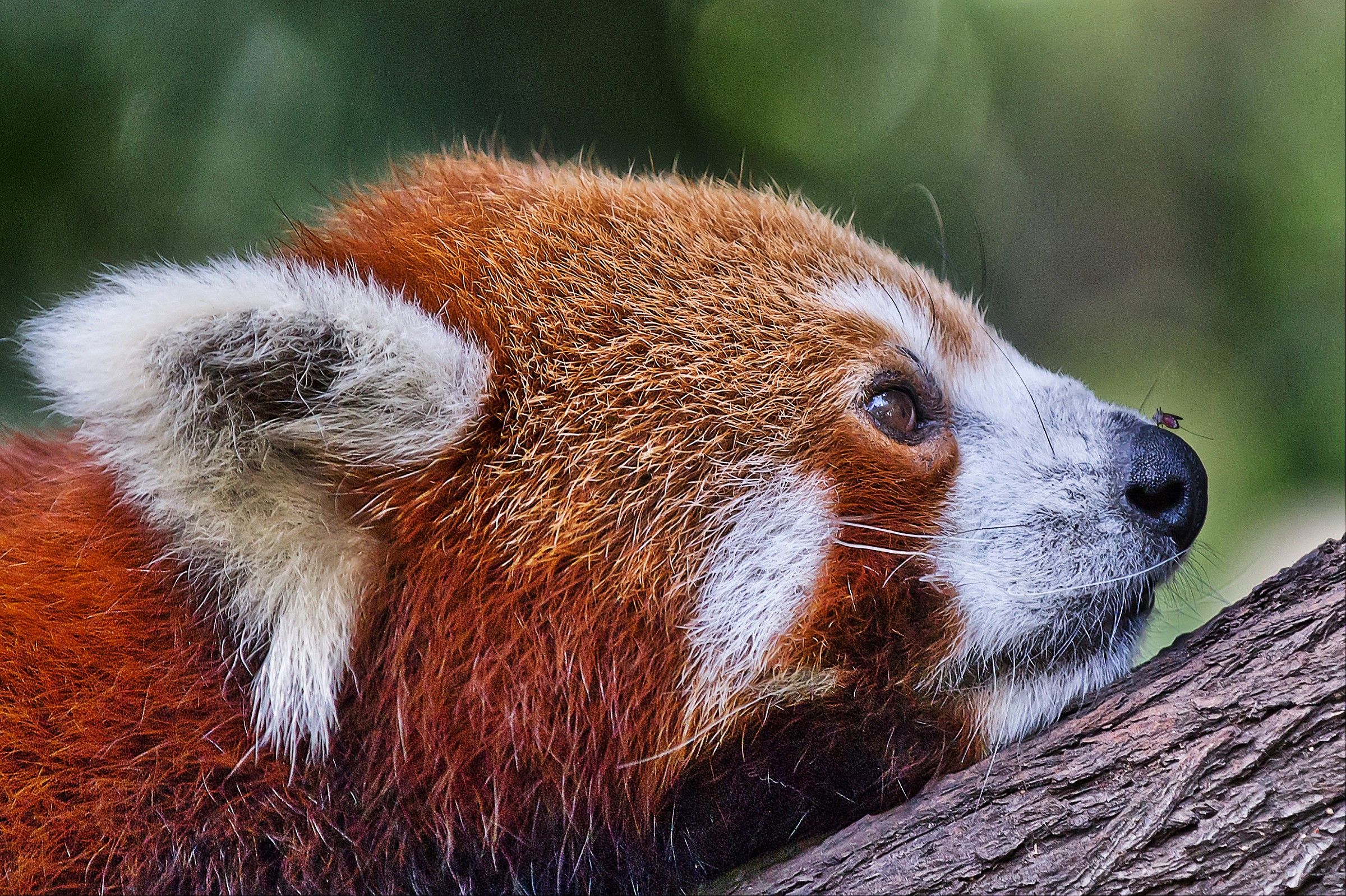 Panda Rosso e Mosquito