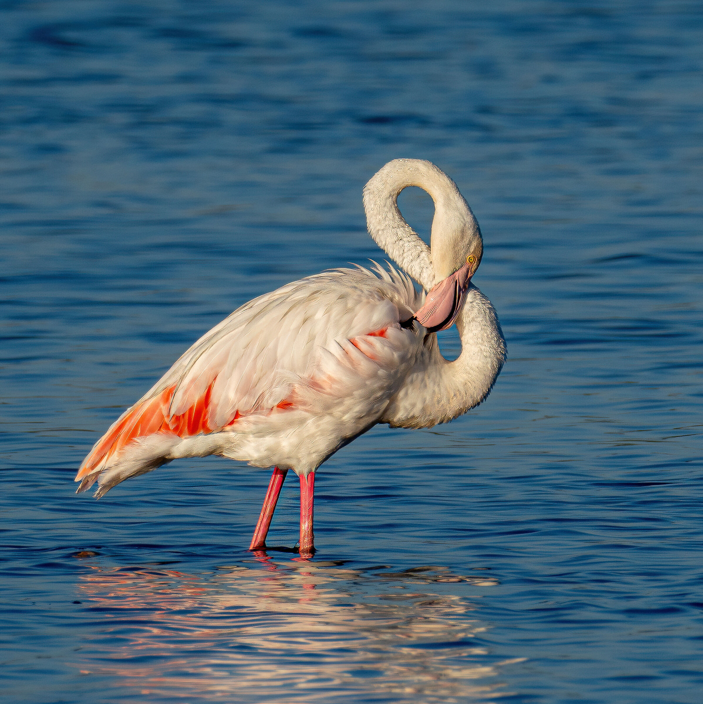 Flamingo