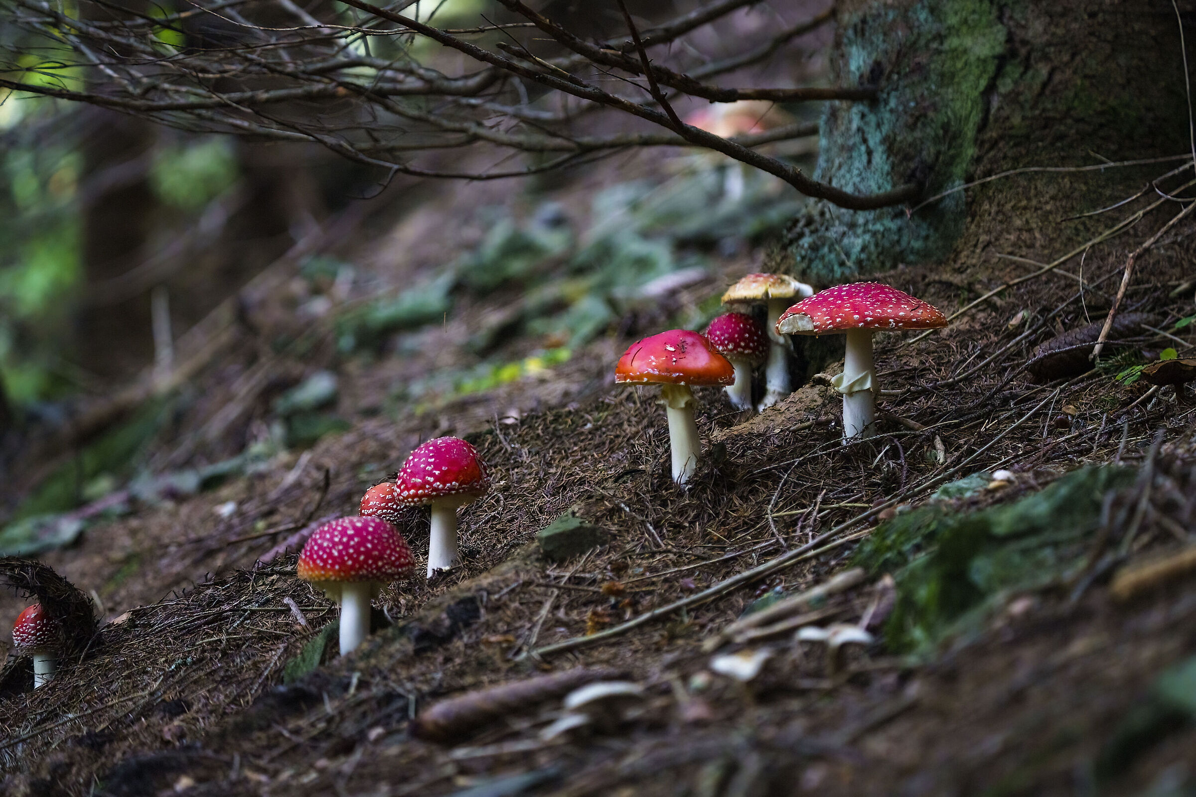 Colorful mushrooms
