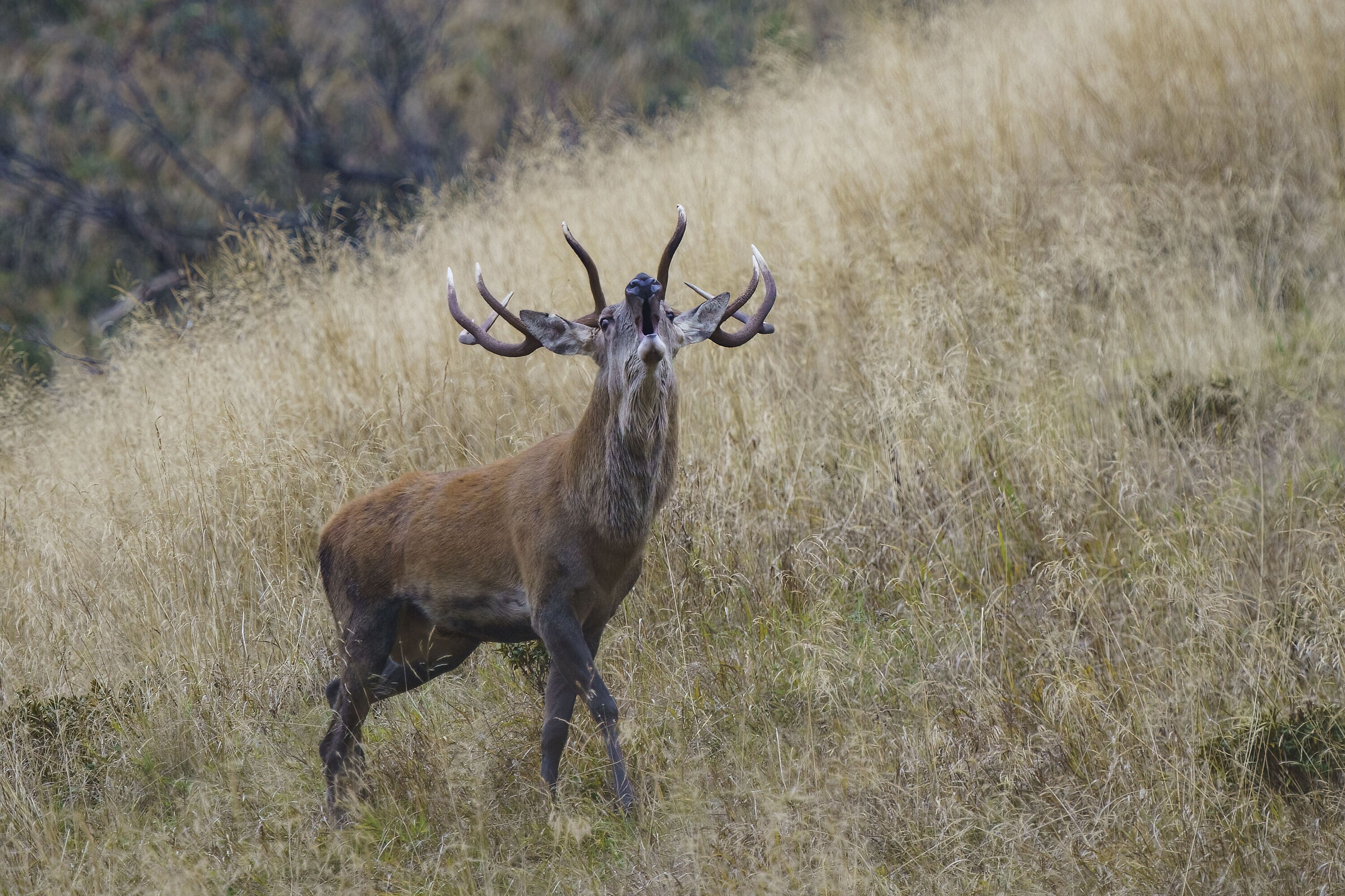 Bramito