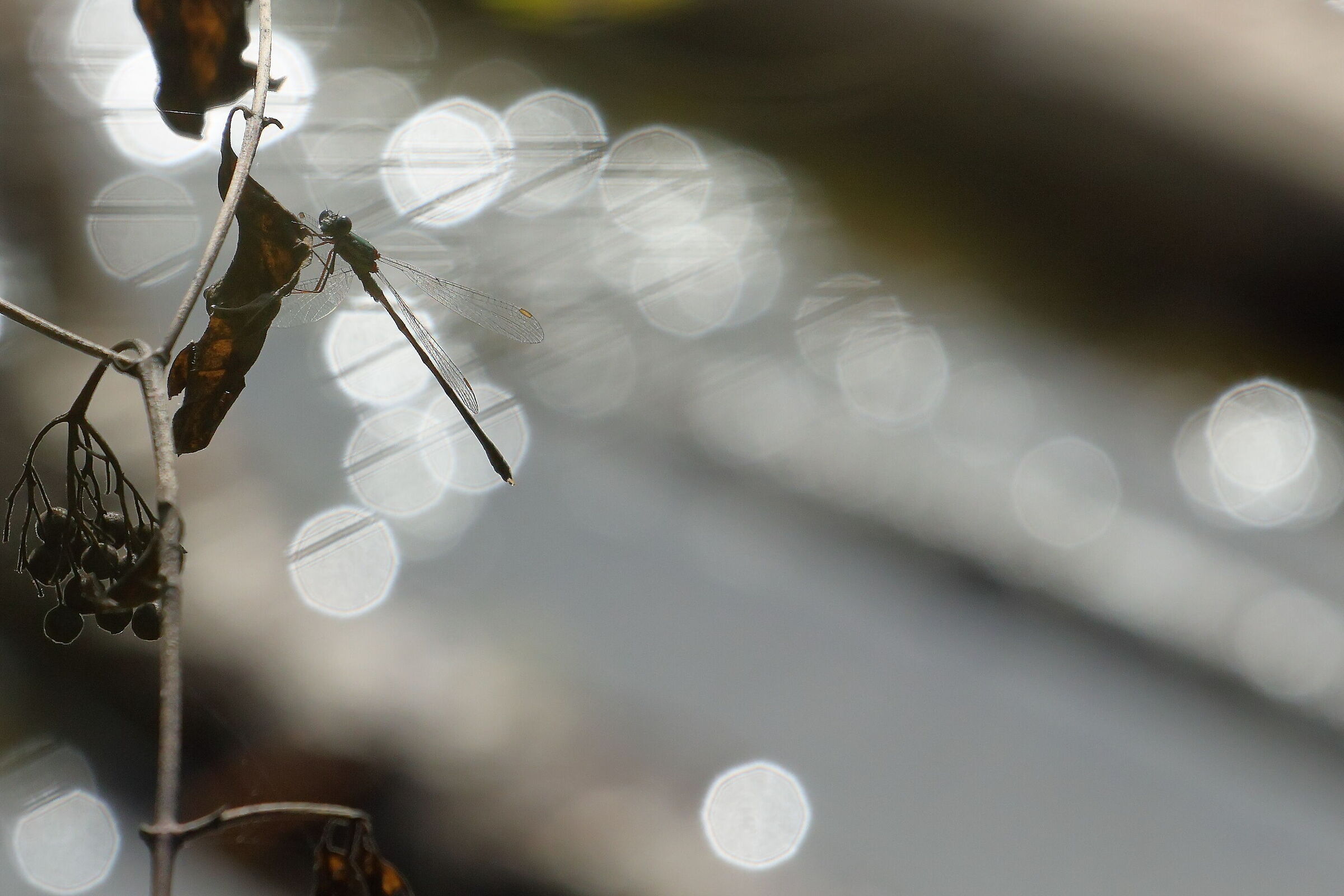 Libellula controluce
