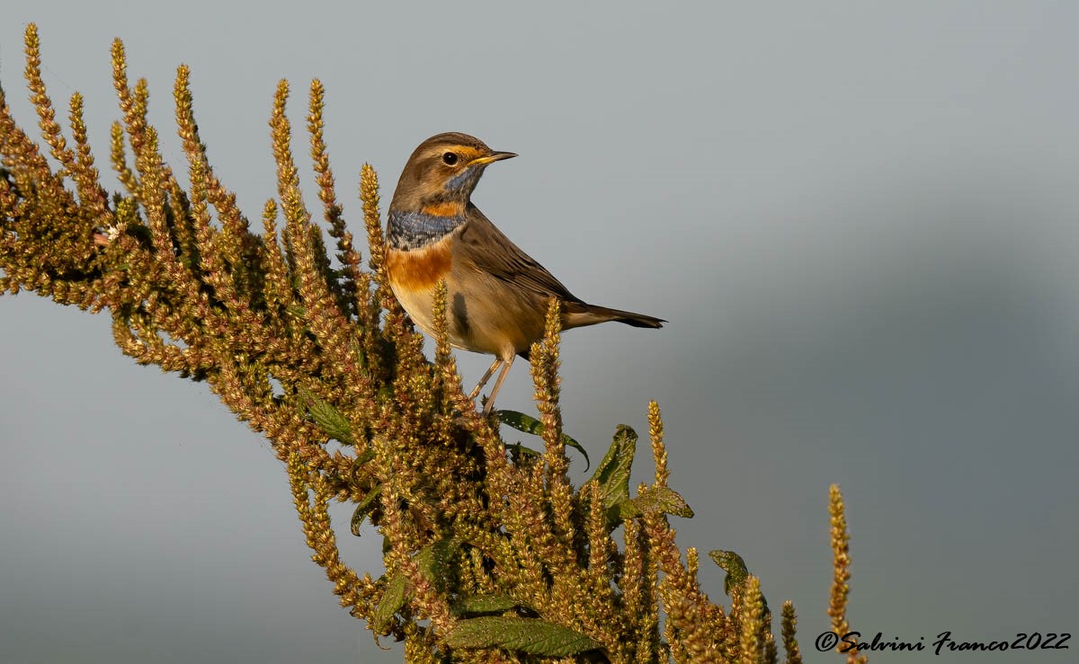 Bluethroat