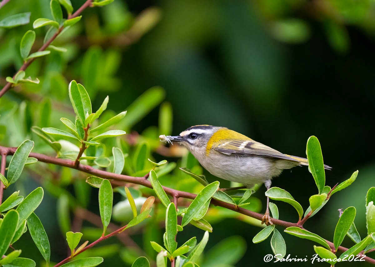 Firecrest