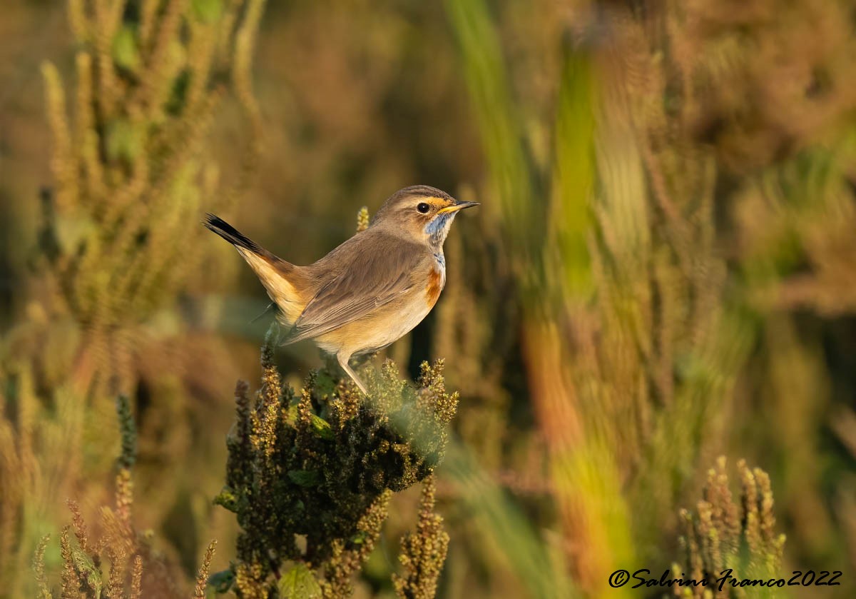 Bluethroat