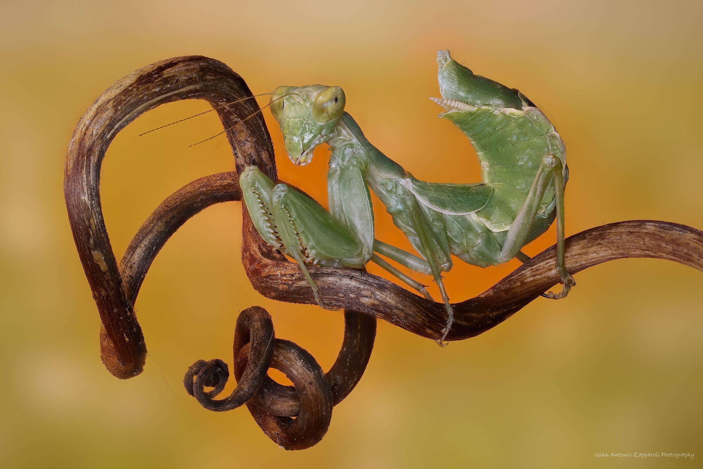 Mantide nana (Ameles spallanziana)