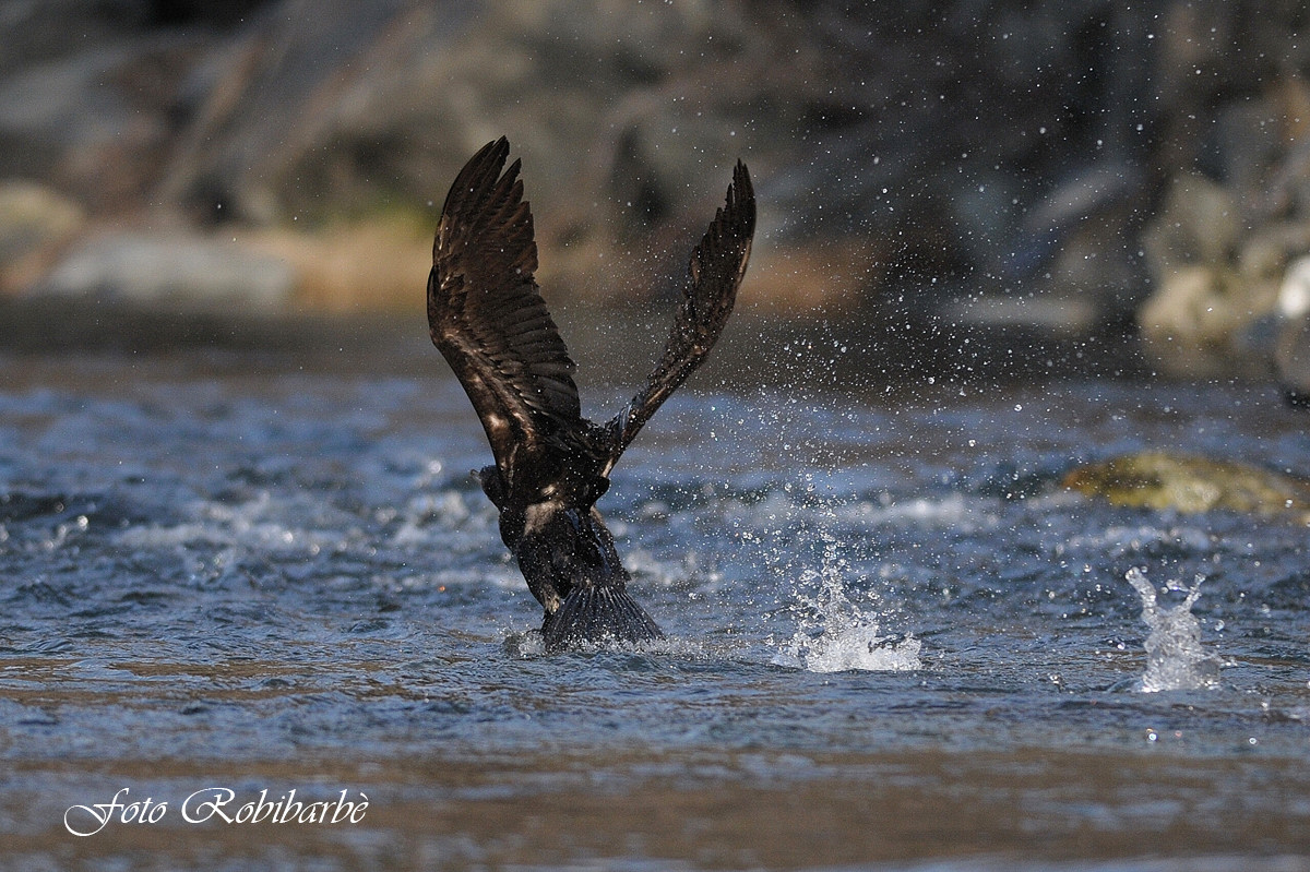 Cormorano......uno.. due...via !!!!!!