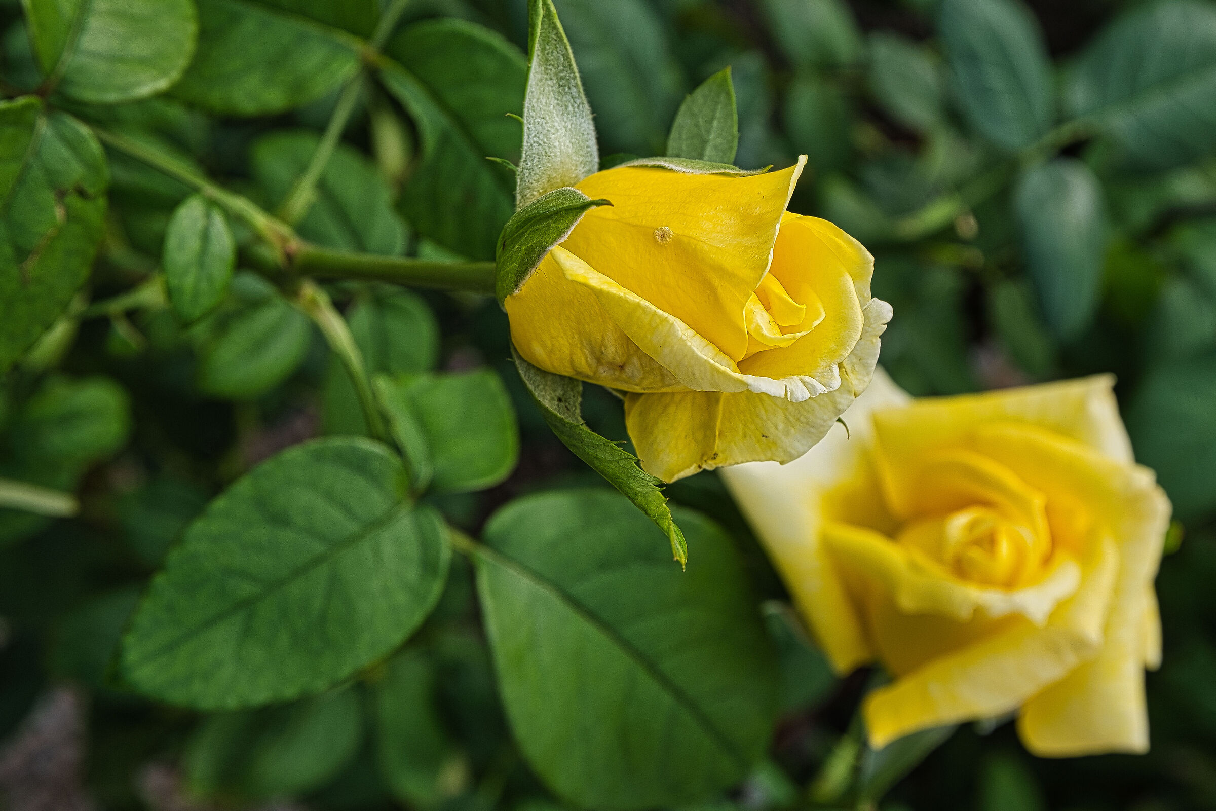 Yellow rose in bud