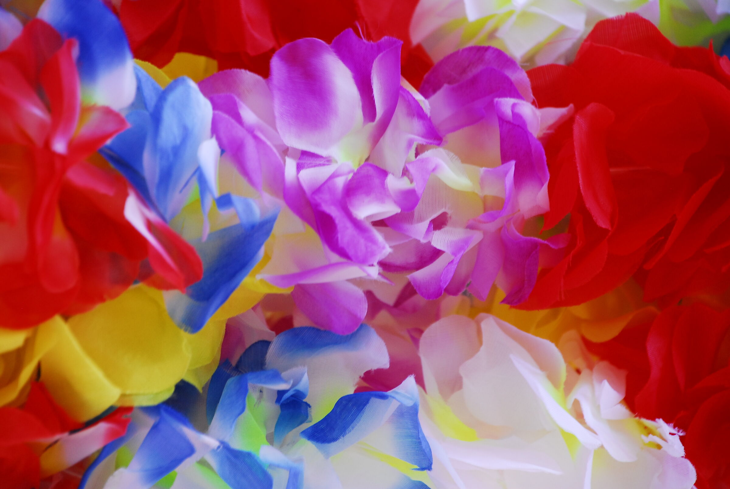 VIA S. AGOSTINO - "BOA" OF ROSE PETALS, DETAIL