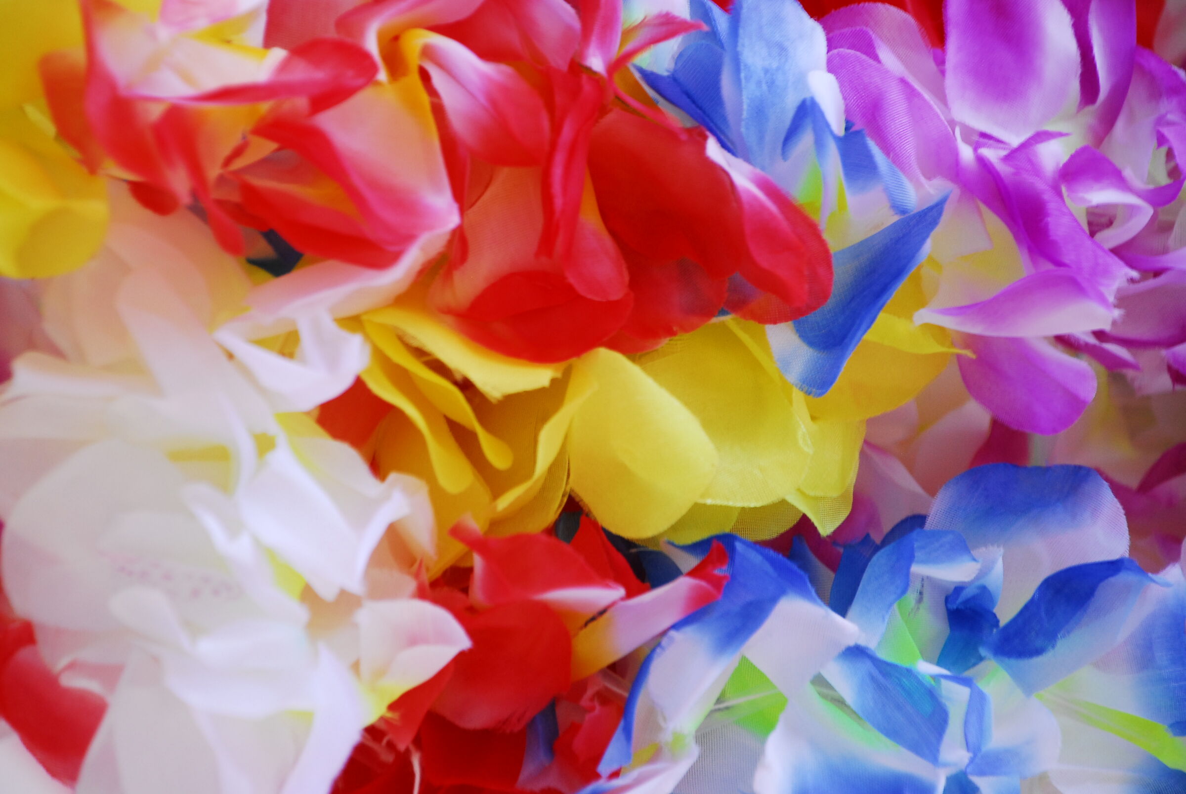 VIA S. AGOSTINO - "BOA" OF ROSE PETALS, DETAIL