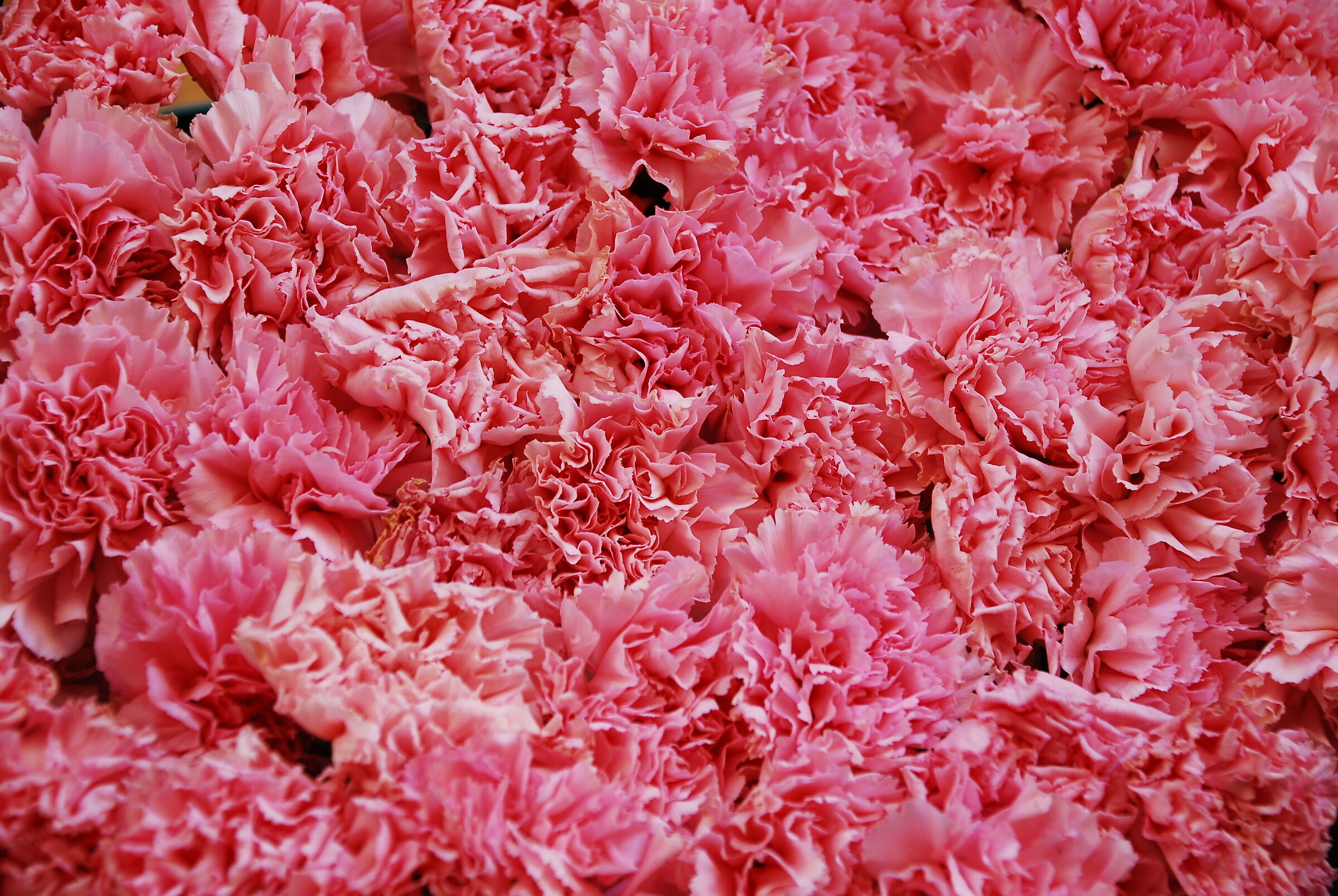 CARNATIONS