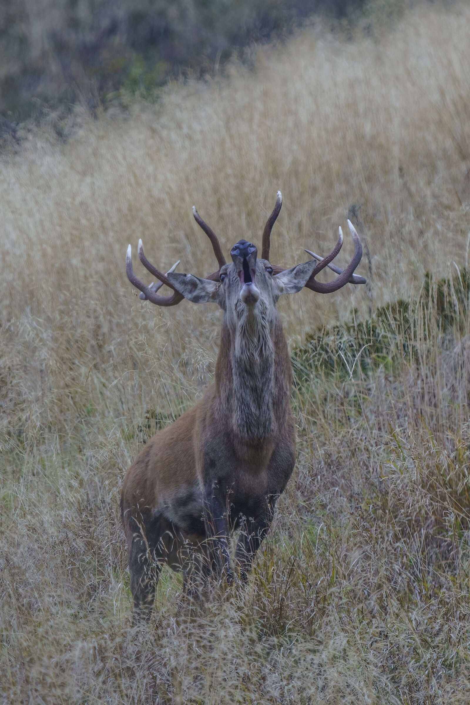 Bramito