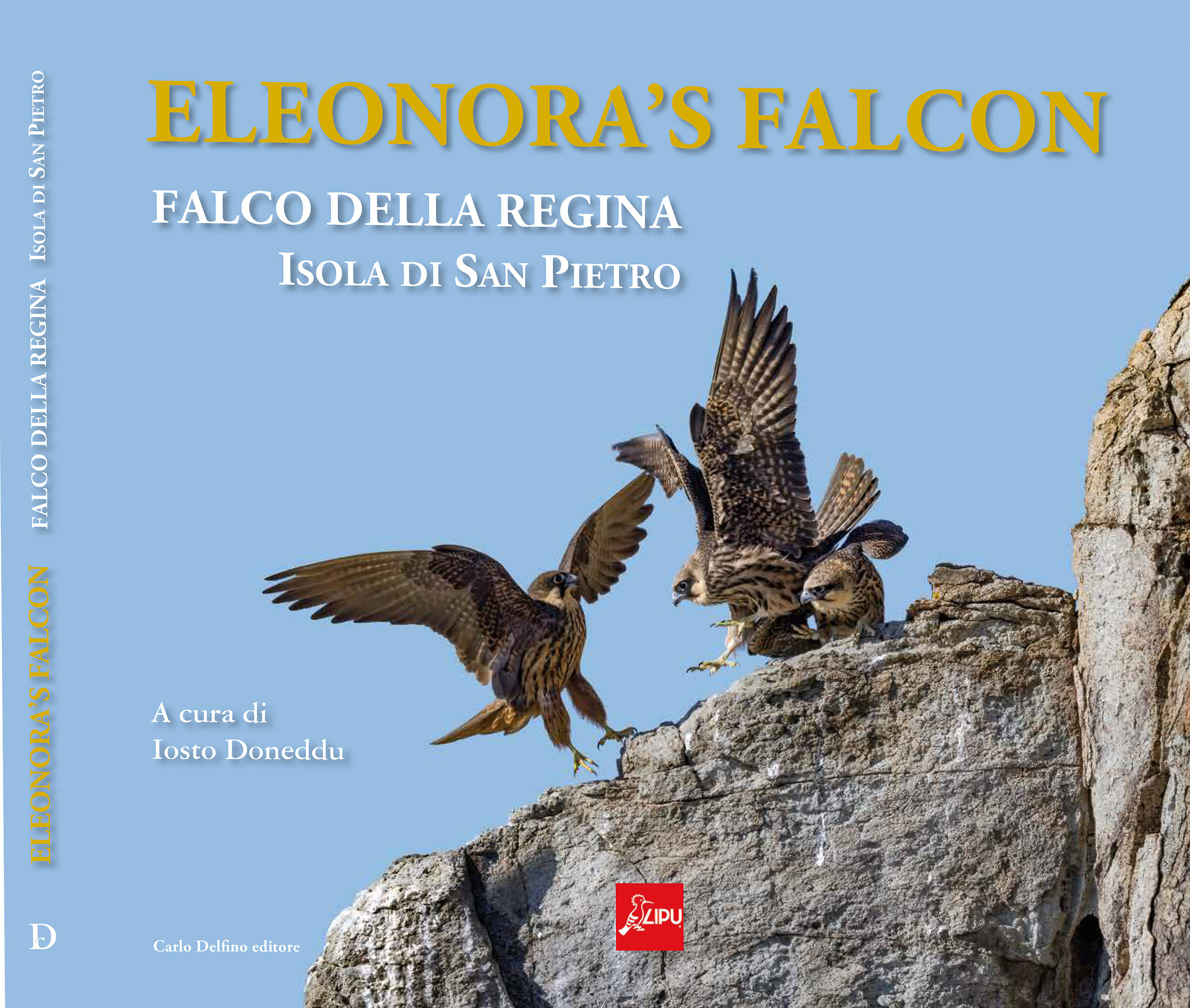 Eleonora's Falcon