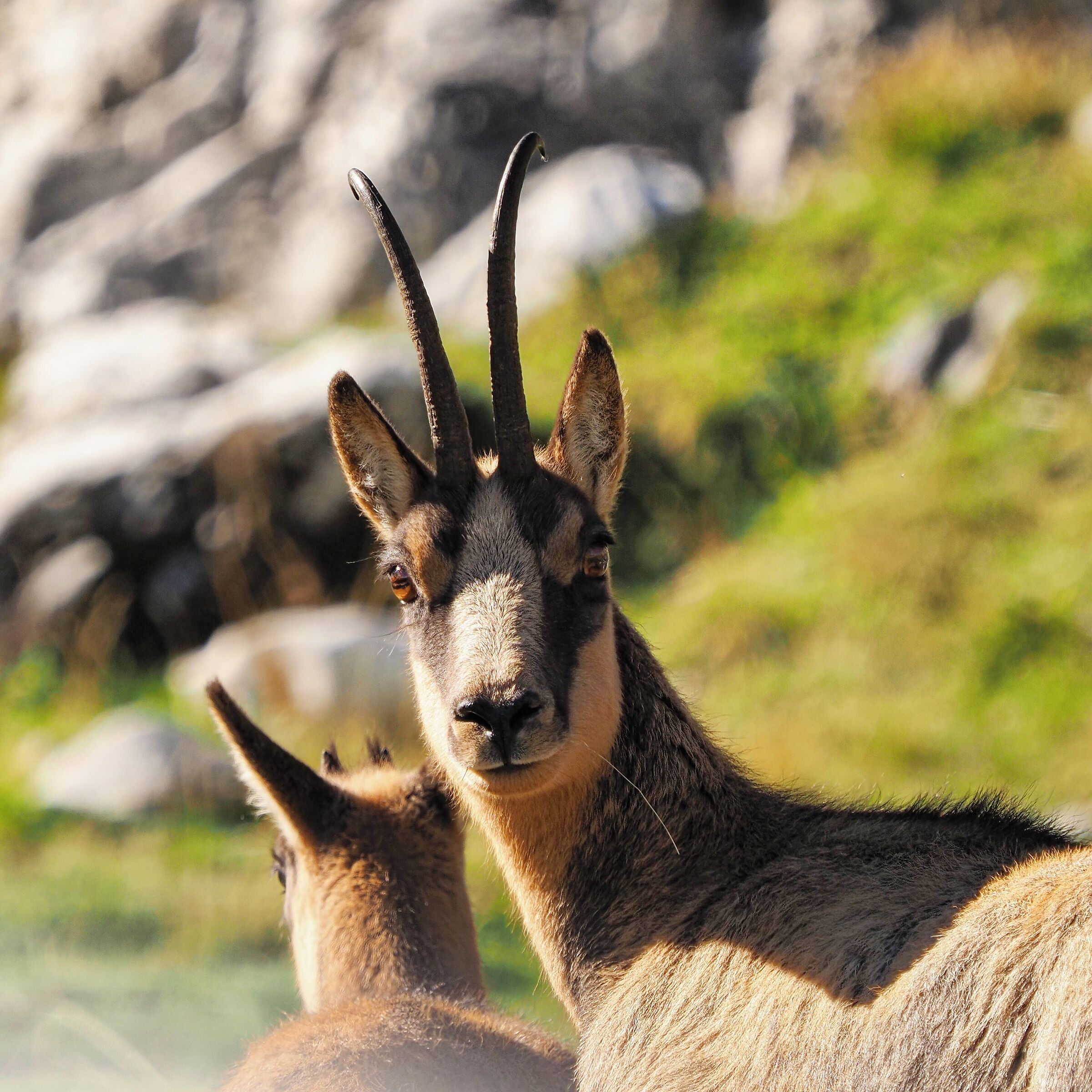 Camoscio Appenninico