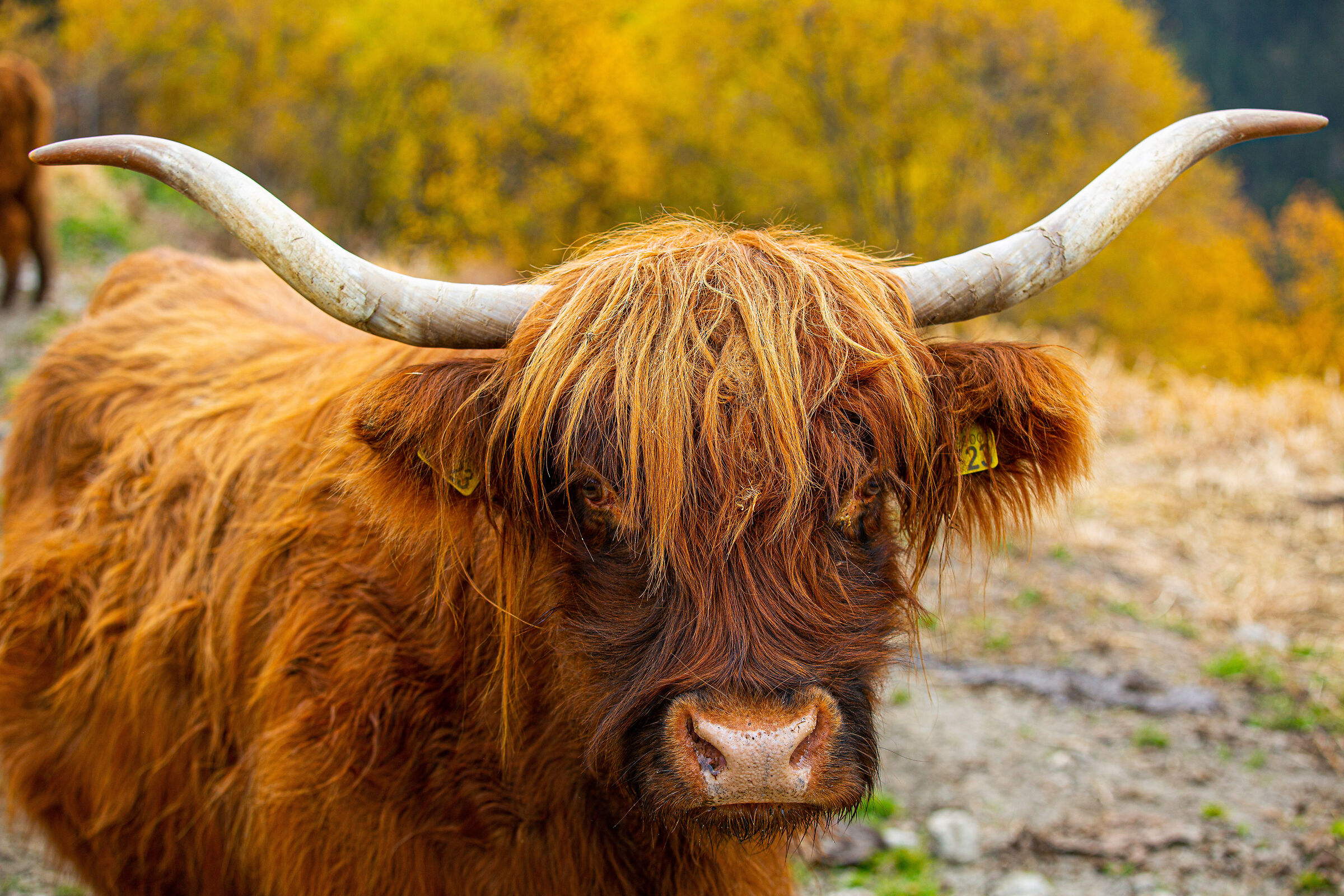 Highlander