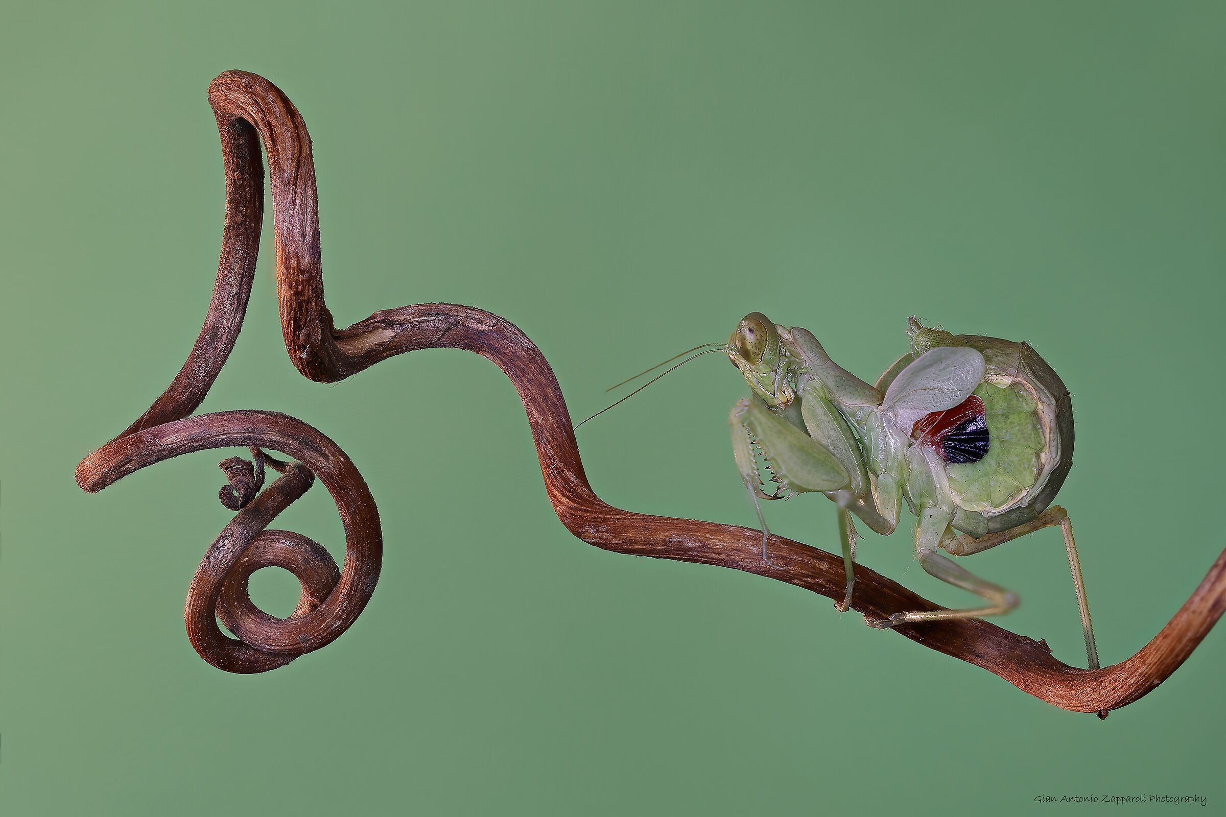 Mantide nana (Ameles spallanziana)