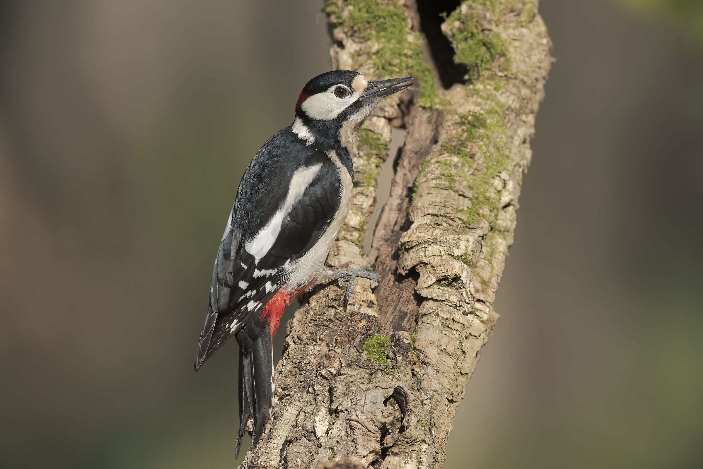 picchio rosso maggiore