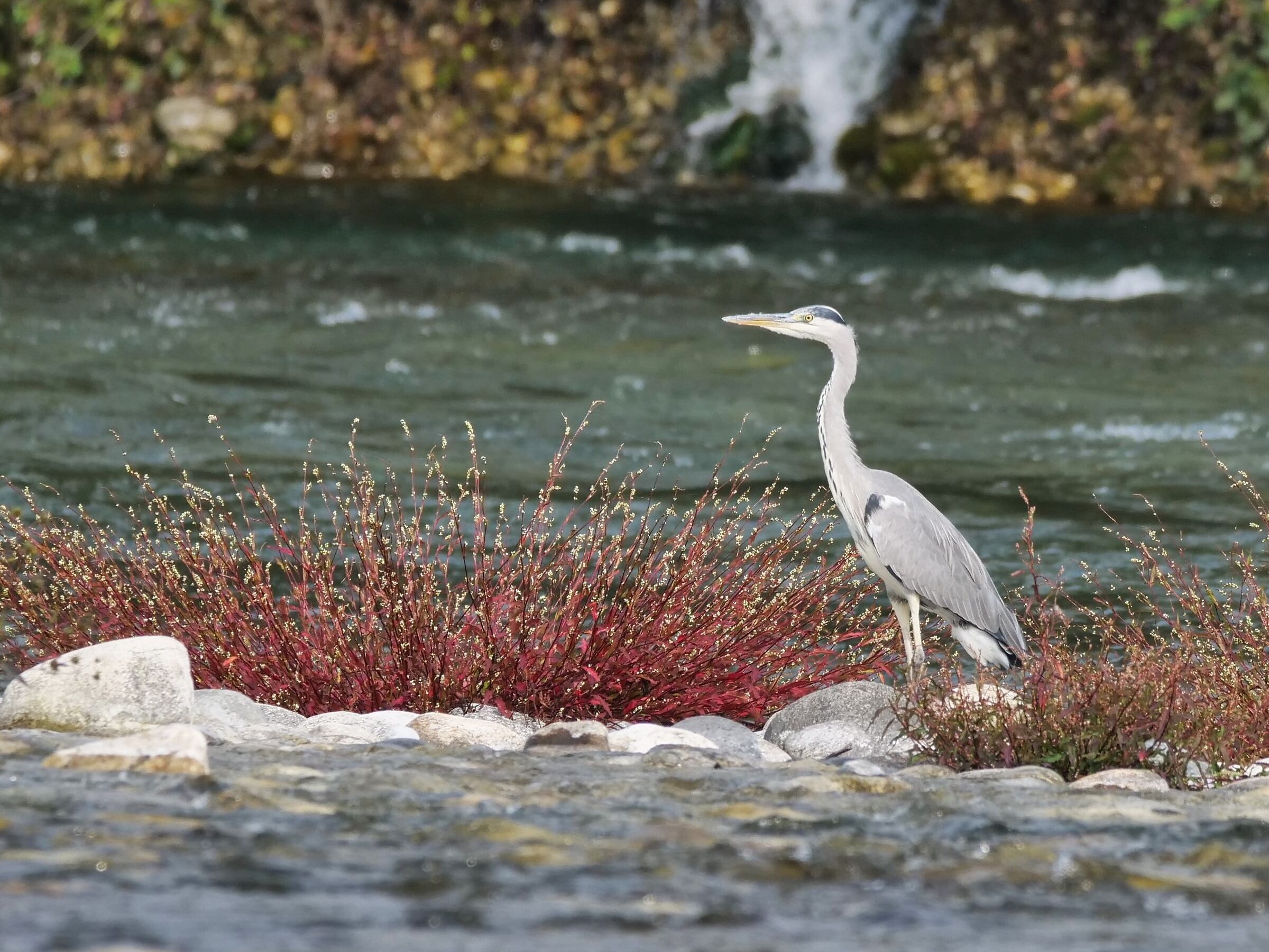 Grey heron fishing on the Ticino river