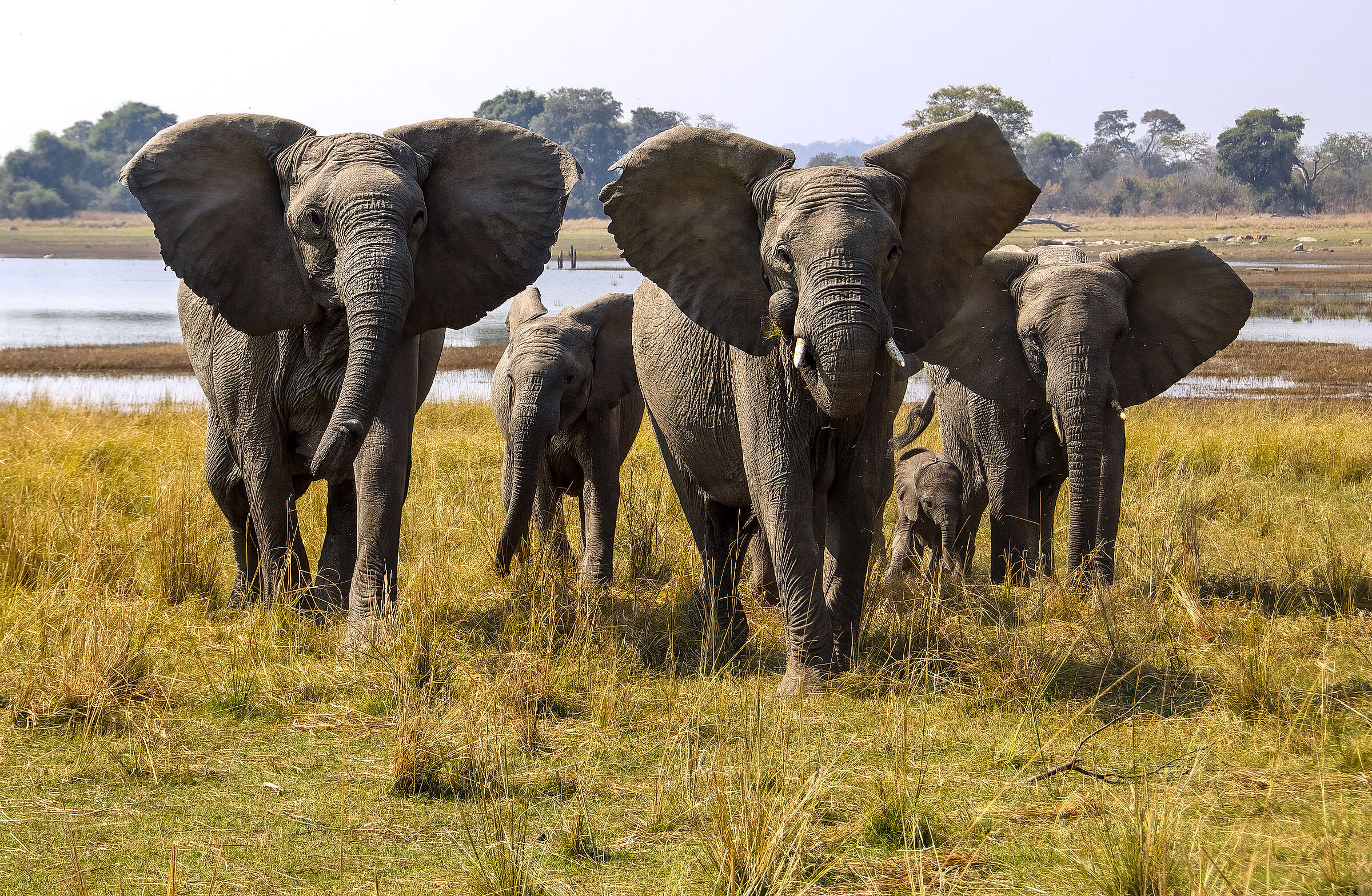 La difesa dei piccoli...