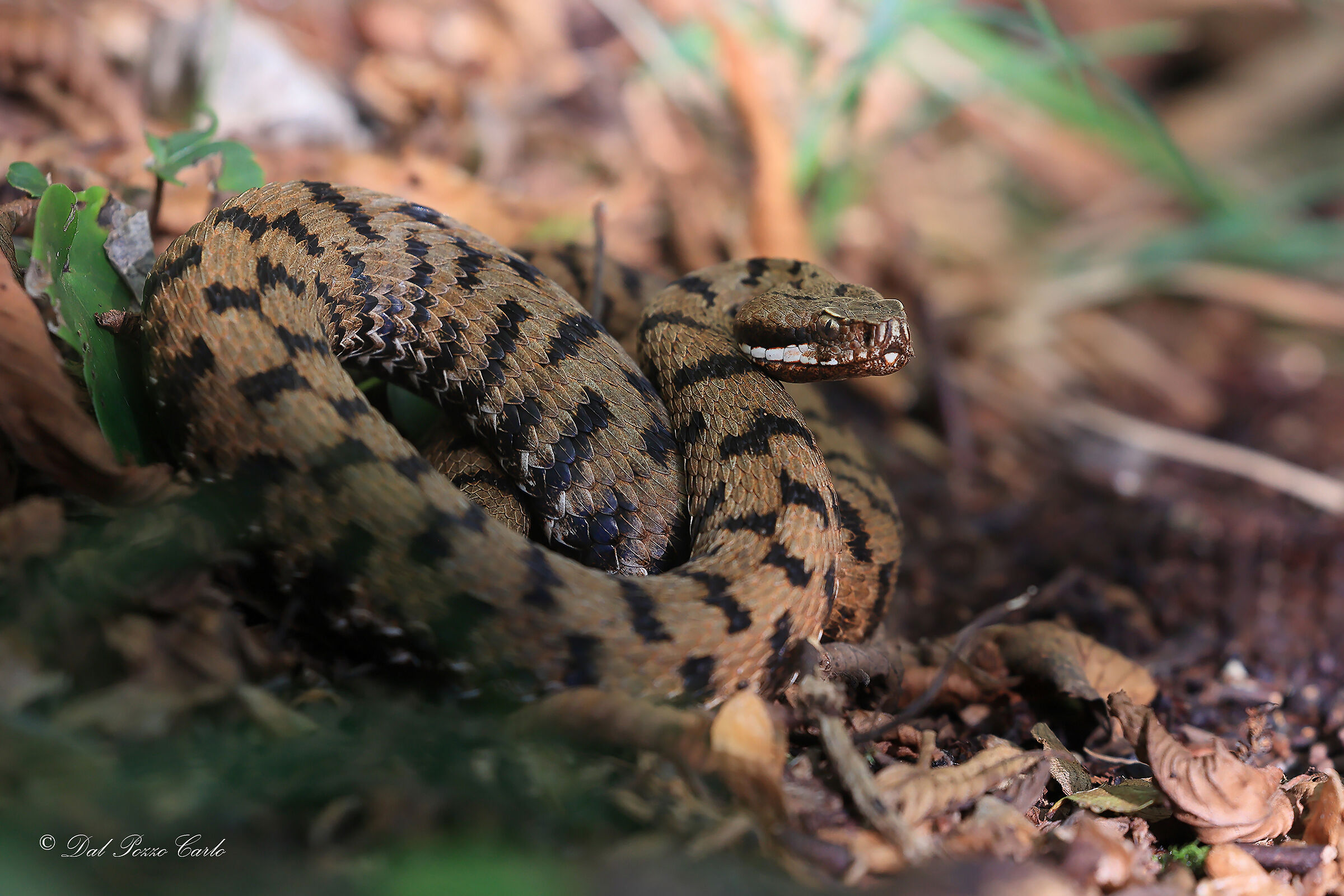 Viper aspis francisciredi in thermoregulation