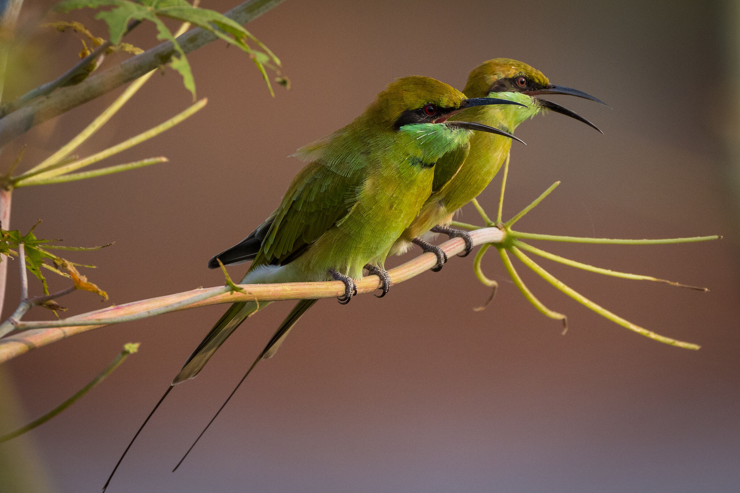 Couple of Bee Eaters