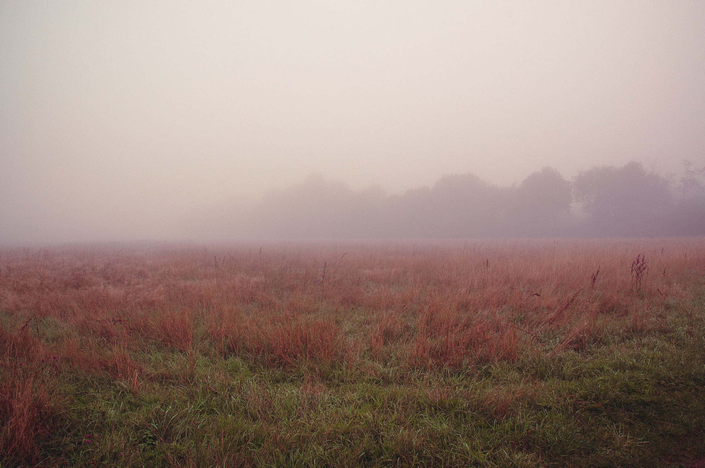 Fog in Finkenwerder