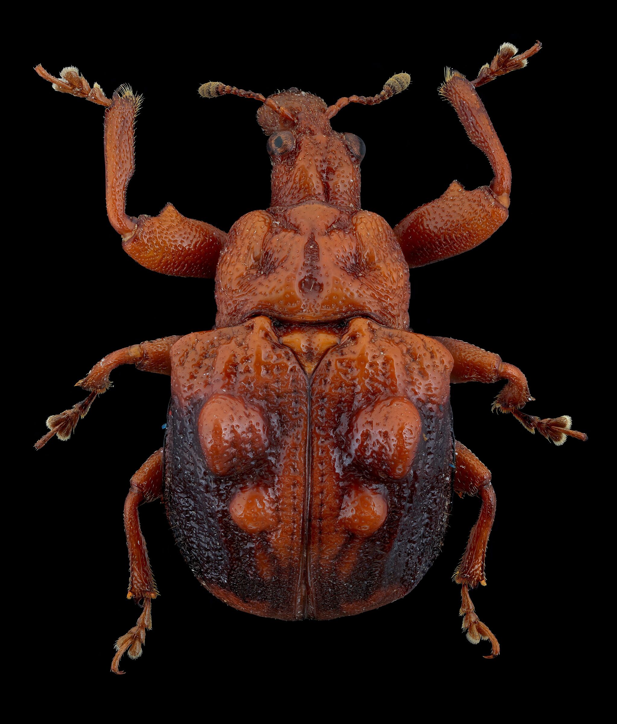 Phymatopsinus pustula