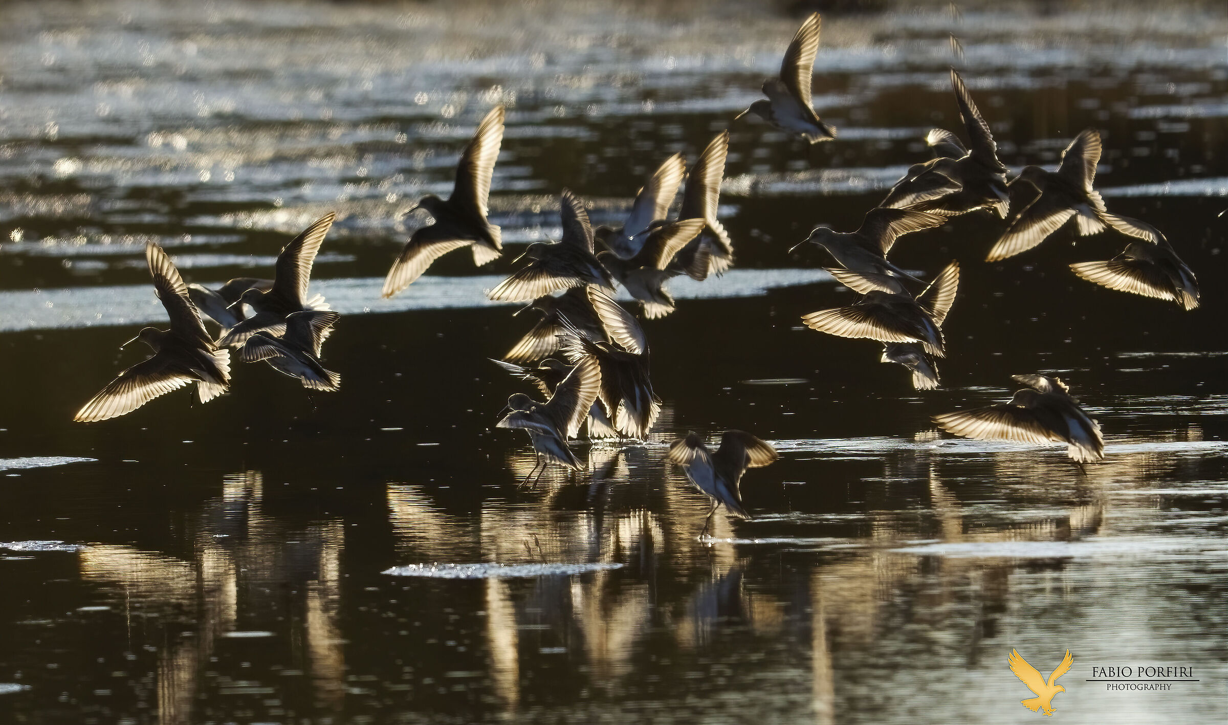 backlight at sunset - piovanelli