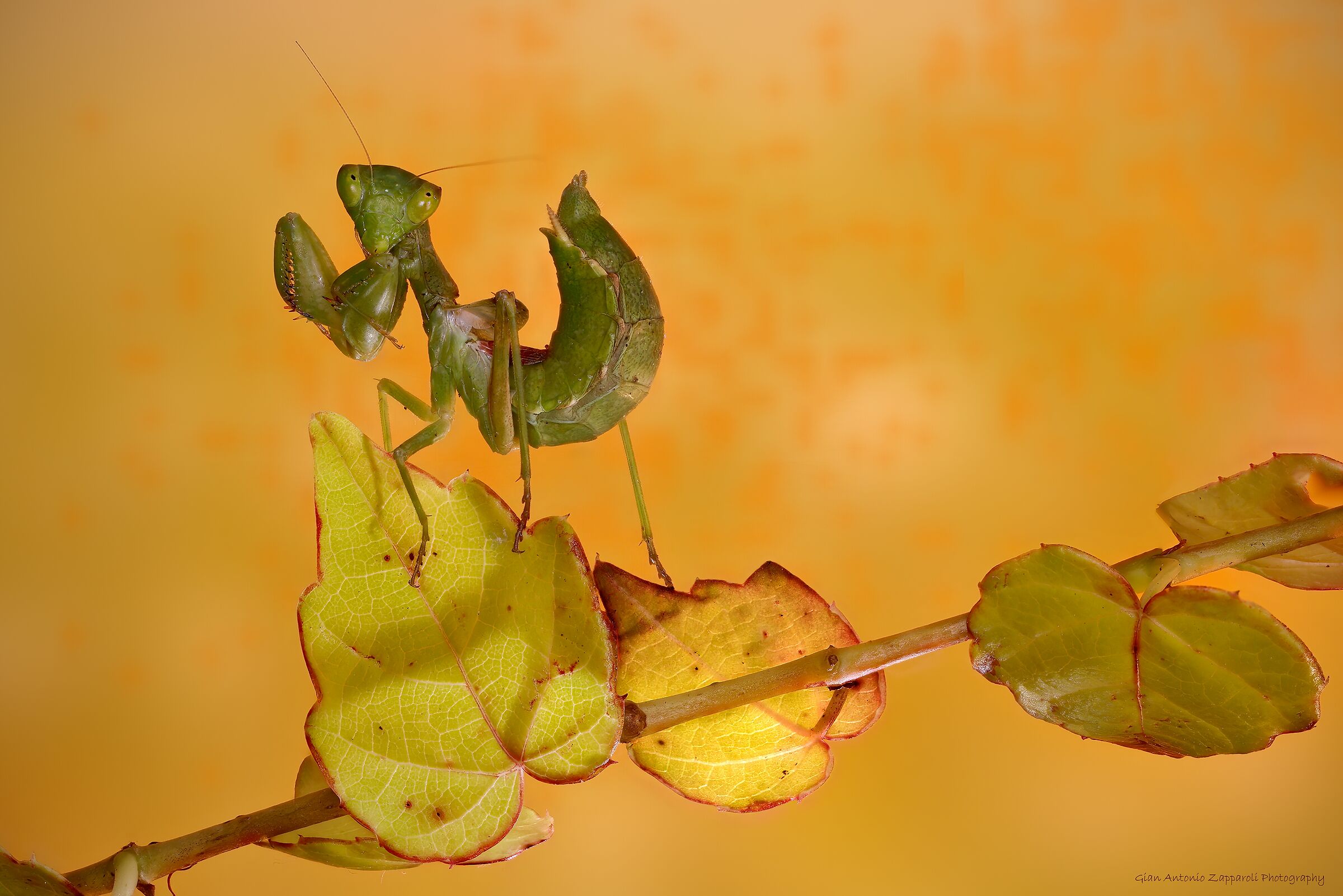 Mantide nana (Ameles spallanziana)