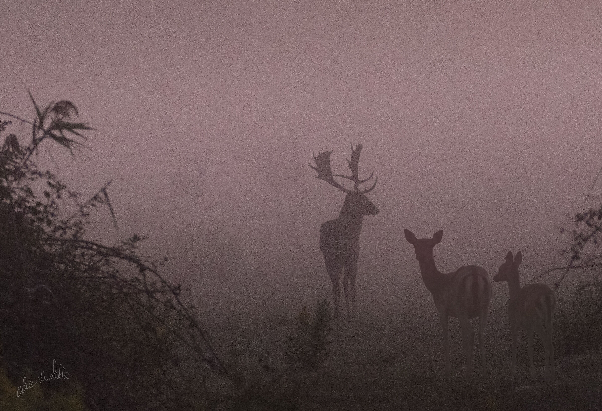 Daini nella bruma a Premilcuore.