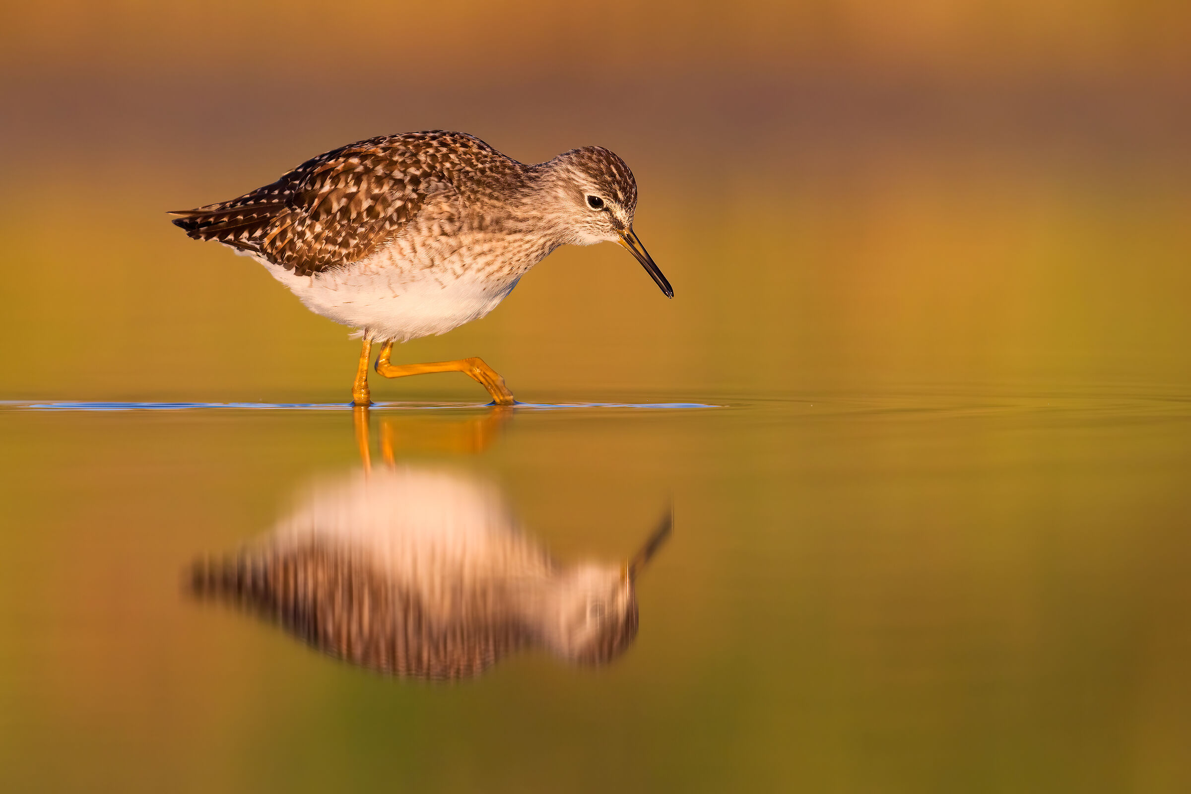 Piro Piro Boschereccio