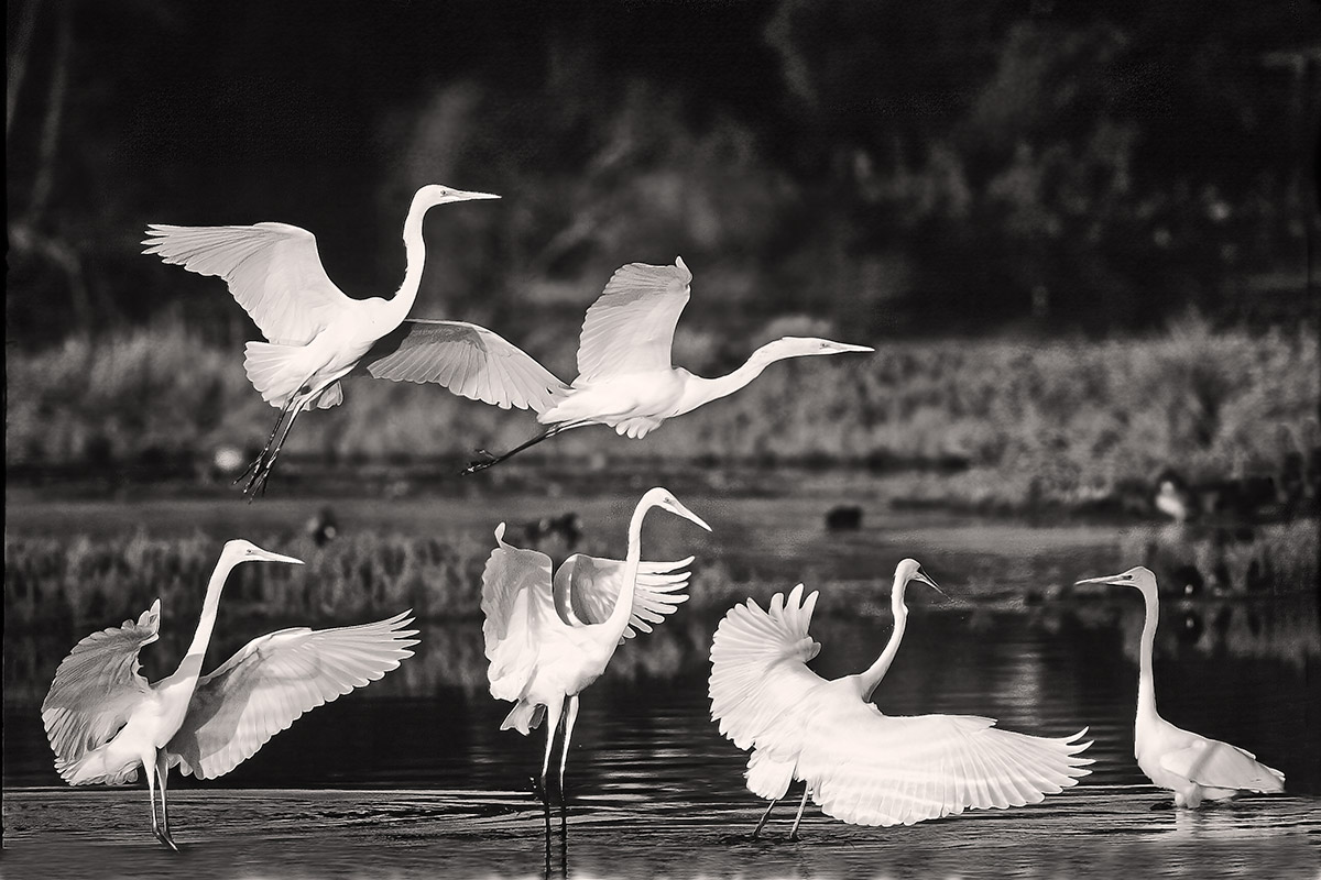 Il balletto dei bianchi