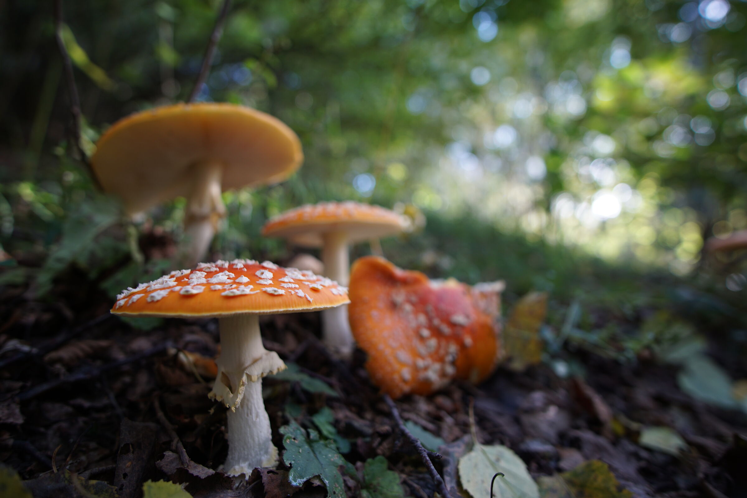 The village of the smurfs