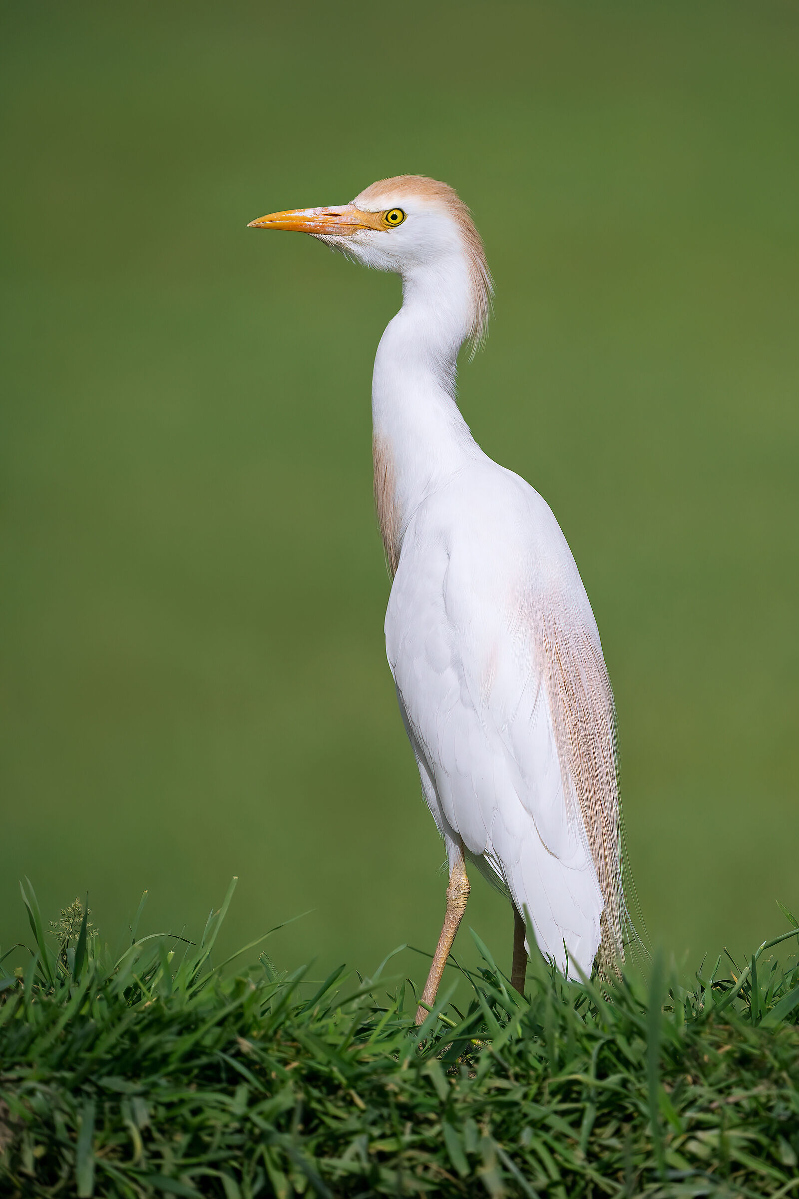 Cattle egret