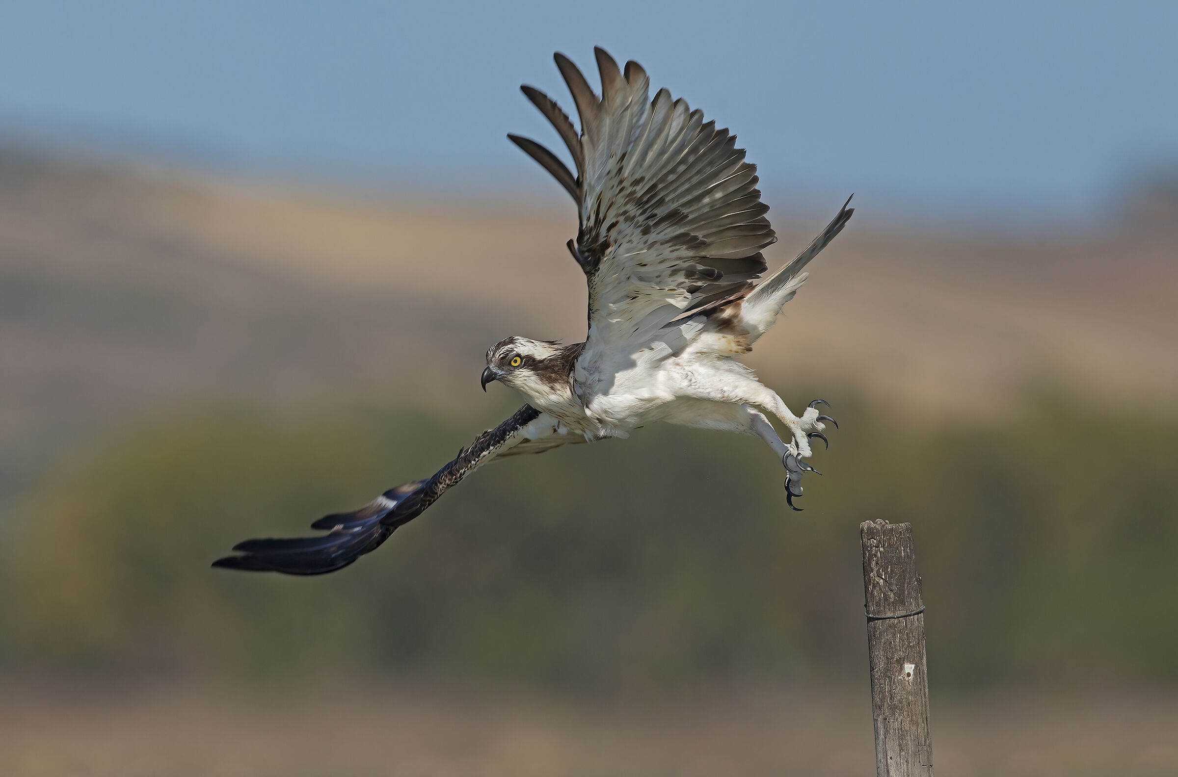 stacco del falco pescatore
