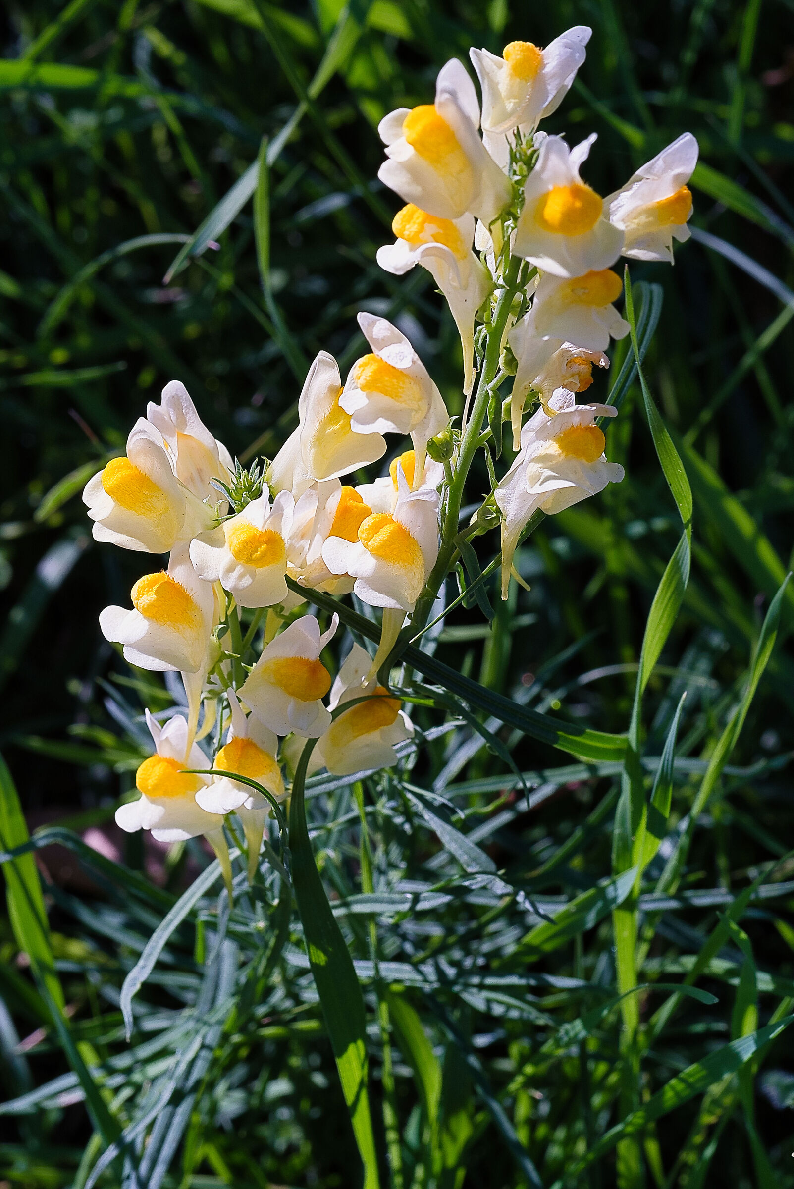 Linajola comune #iii