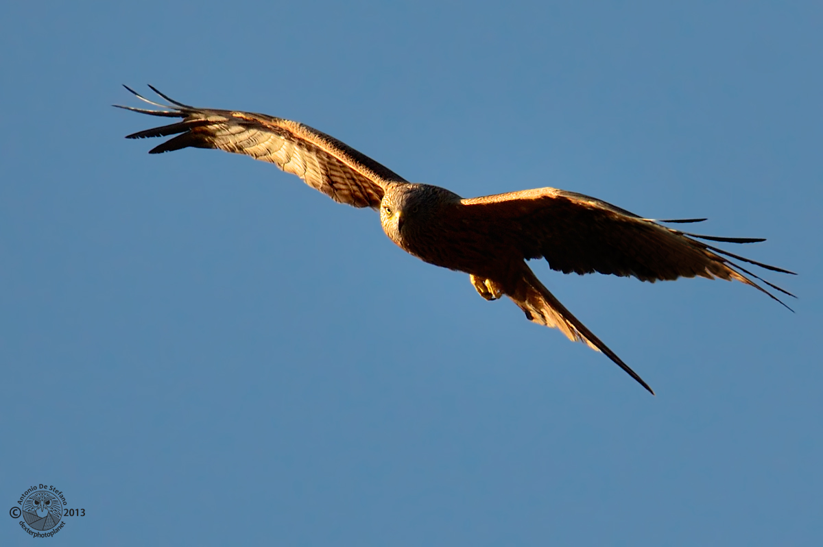 The dark side of the force