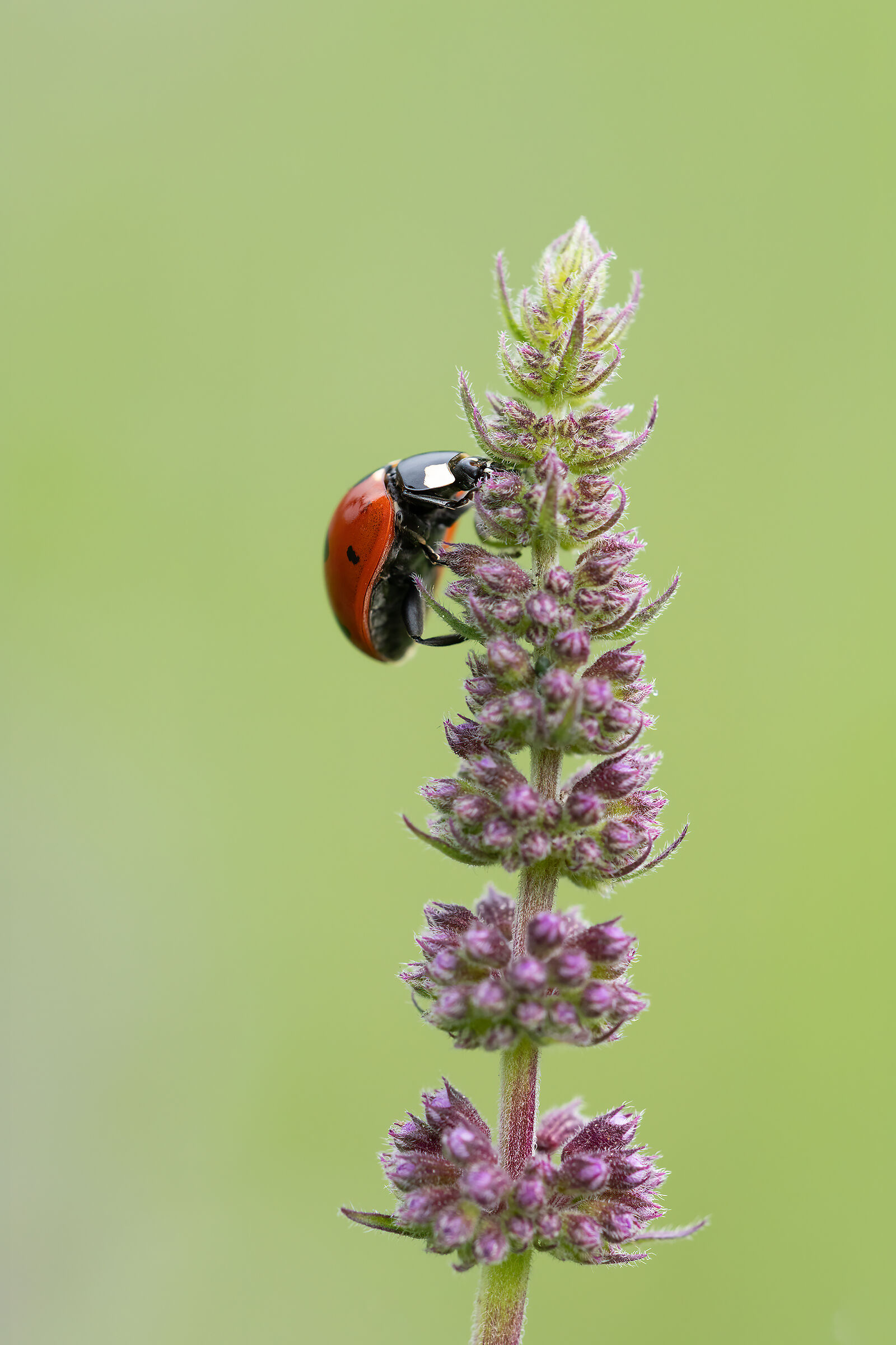 Coccinella