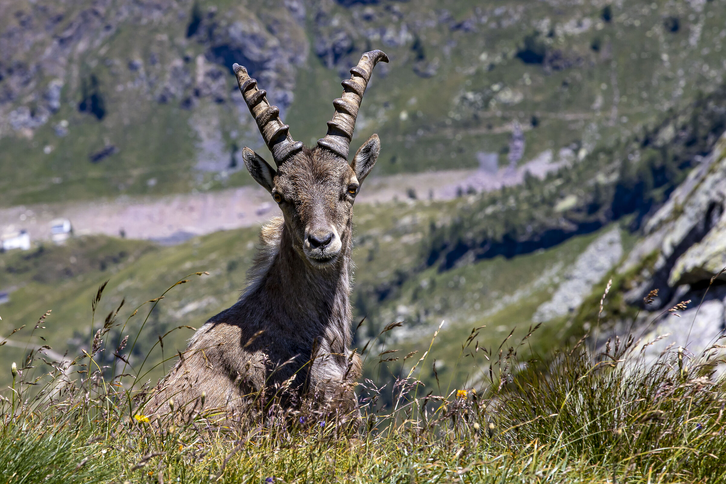 Ibex flees. Benign